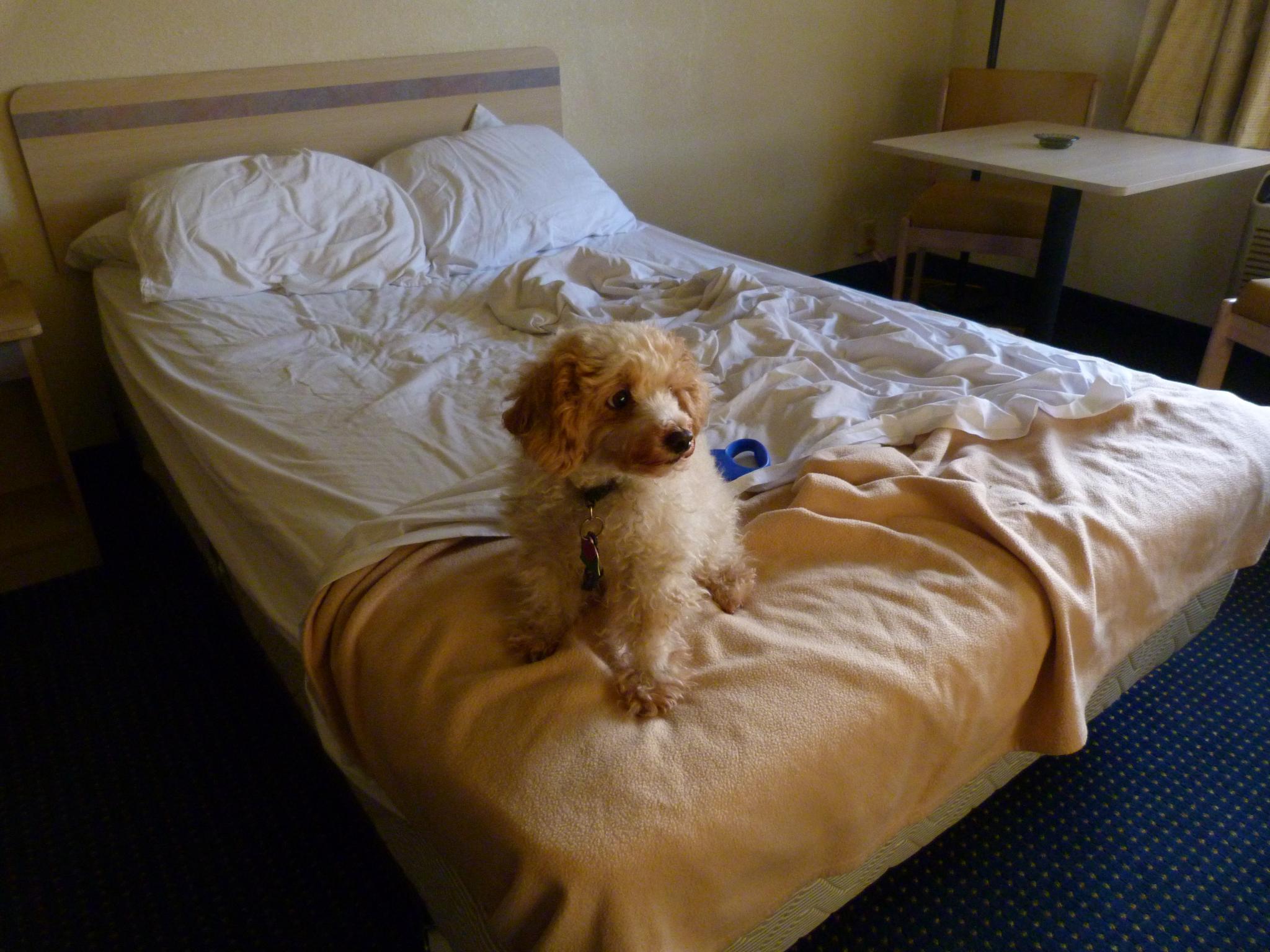 Estancia pet friendly