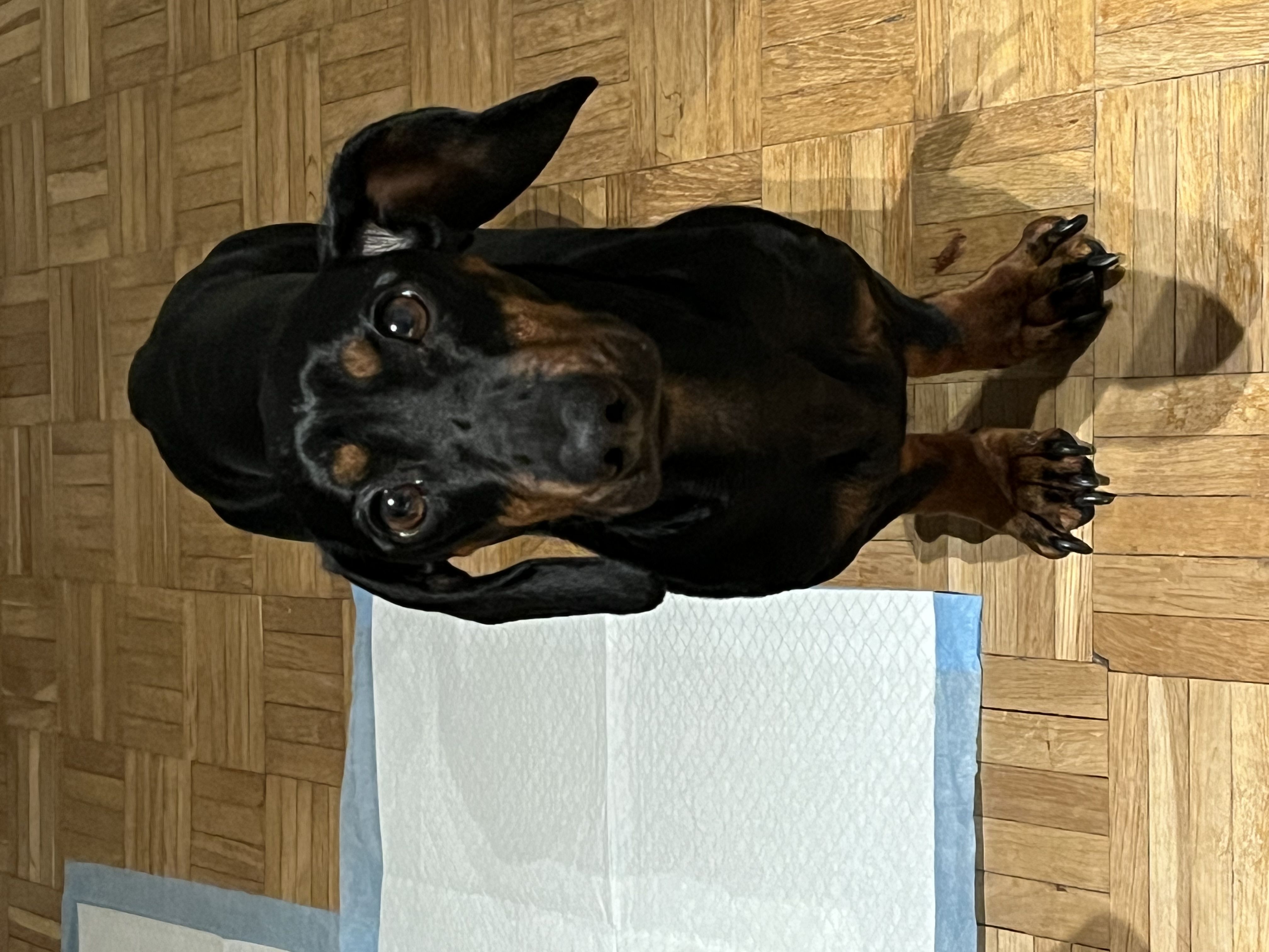 LOST PET - Cane Hektor (Bassotto) Colore: Nero focato 