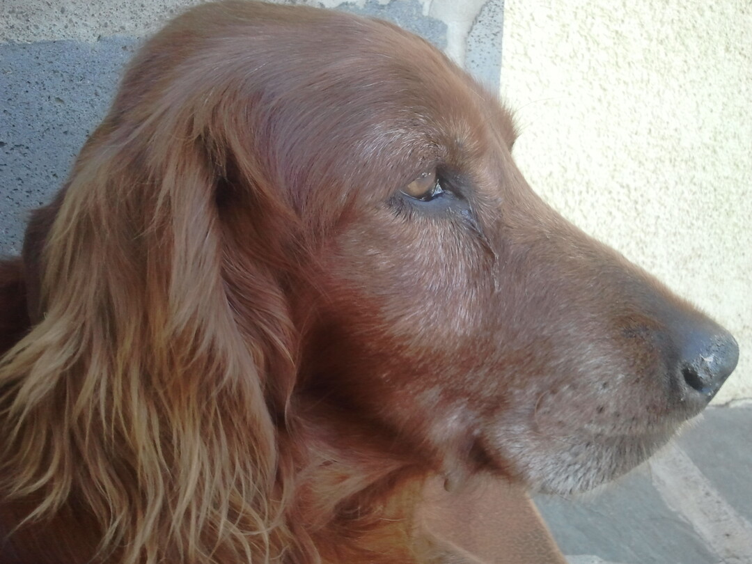 FOUND PET - Cane Sconosciuto (Meticcio) Colore: Fulvo
