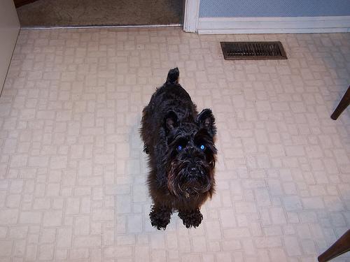 FOUND PET - Cane Non si sa (Meticcio) Colore: Miele