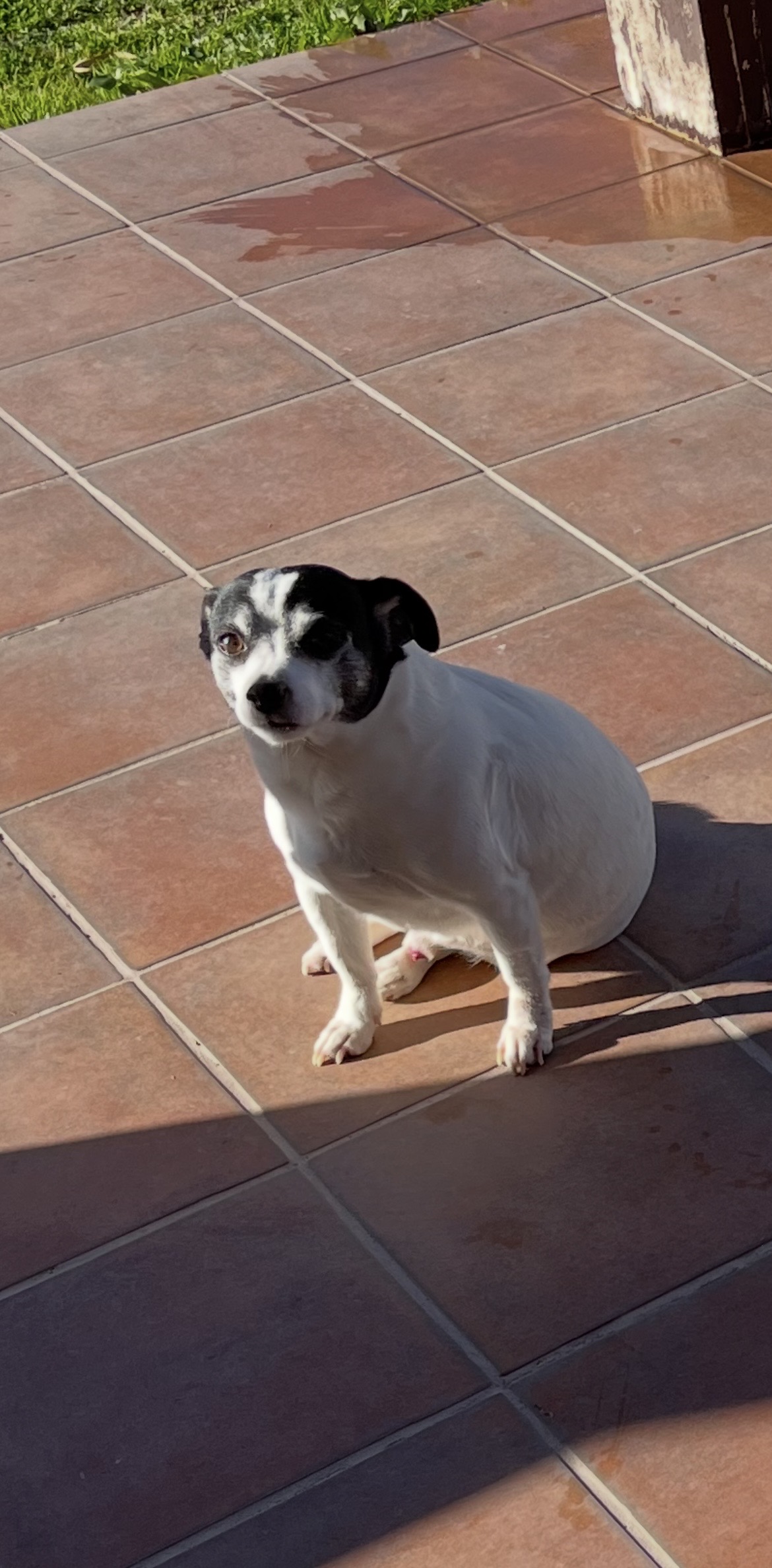 LOST PET - Cane Vasco (Jack russel) Colore: Bianco / nero