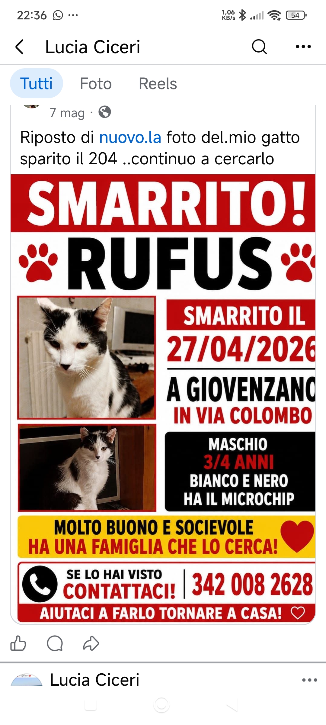 LOST PET - Gatto RUFUS  (Europea) Colore: Nero e bianco