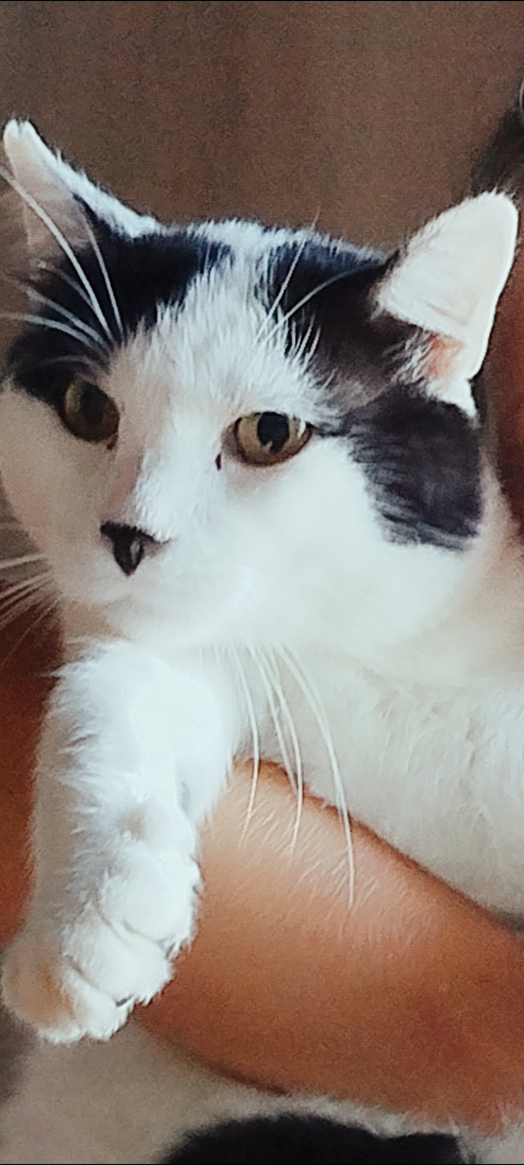 LOST PET - Gatto RUFUS  (Europea) Colore: Nero e bianco