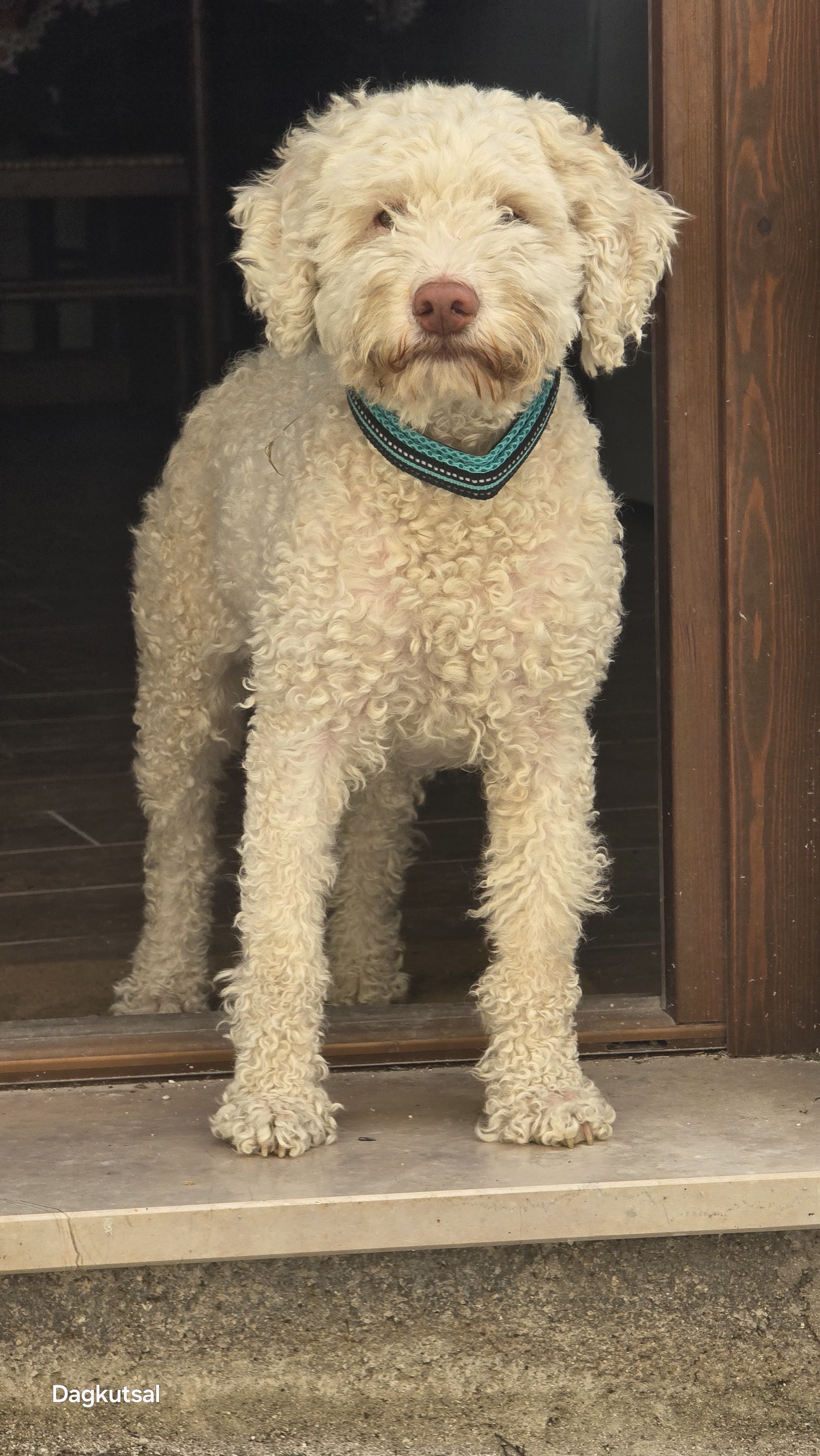 LOST PET - Cane Kira  (Lagotto ) Colore: Bianco