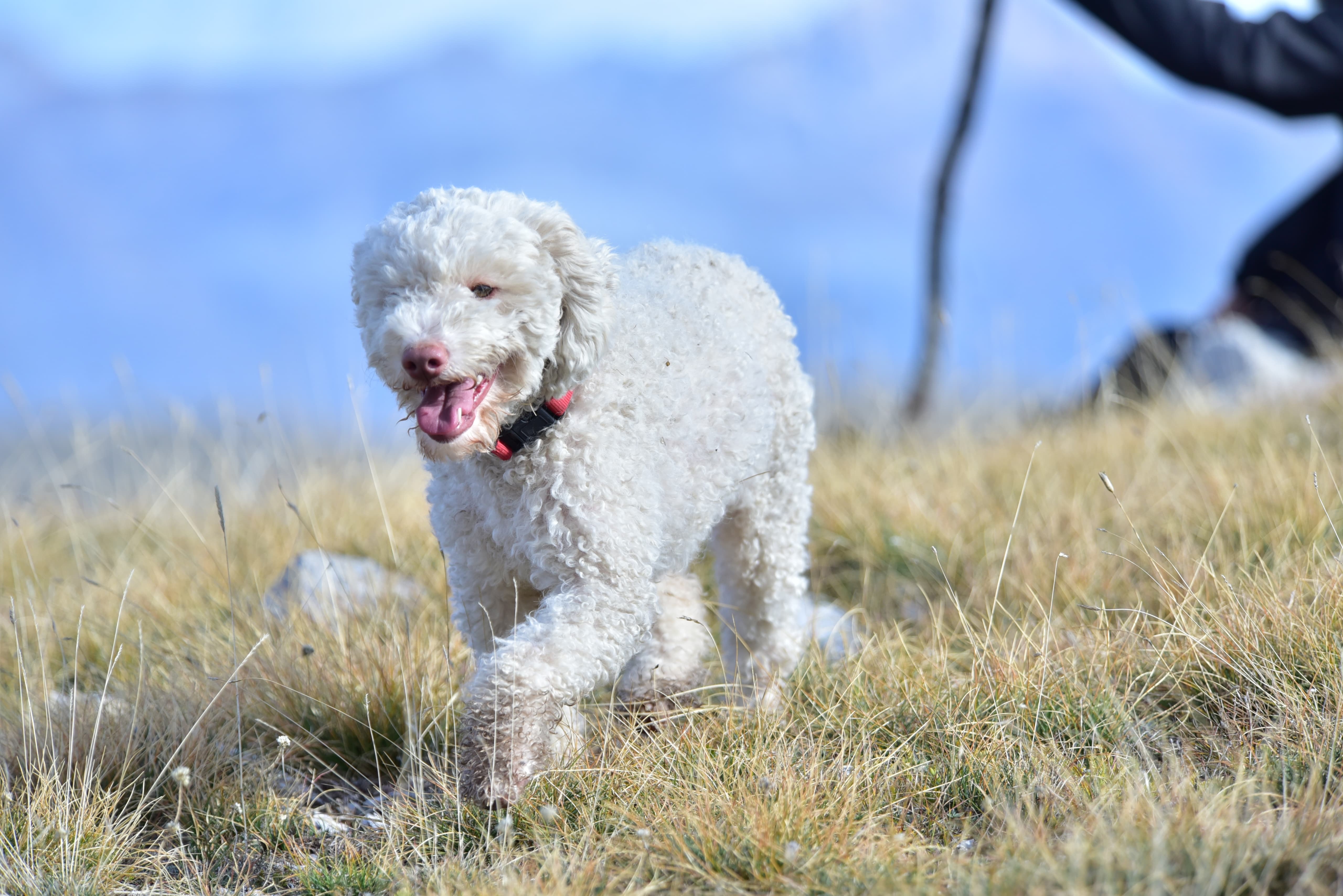 LOST PET - Cane Kira  (Lagotto ) Colore: Bianco