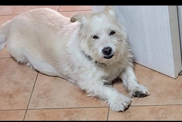 LOST PET - Cane Spino  (Meticcio ) Colore: Bianco
