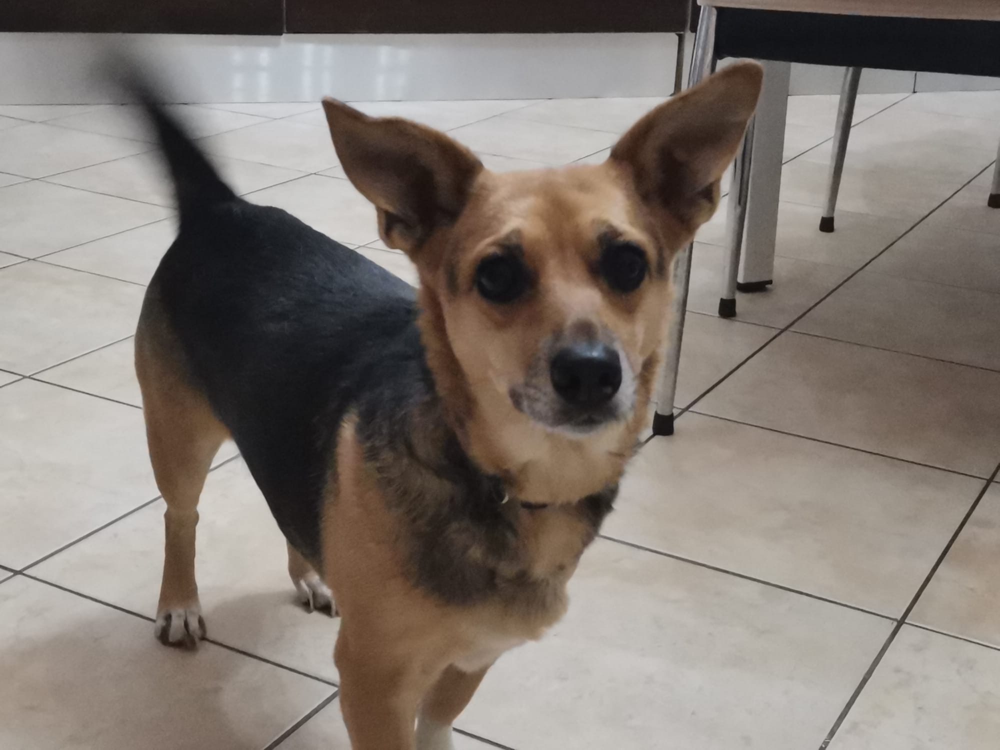 LOST PET - Cane Kayla (Meticcio ) Colore: Nero marrone e zampette bianche