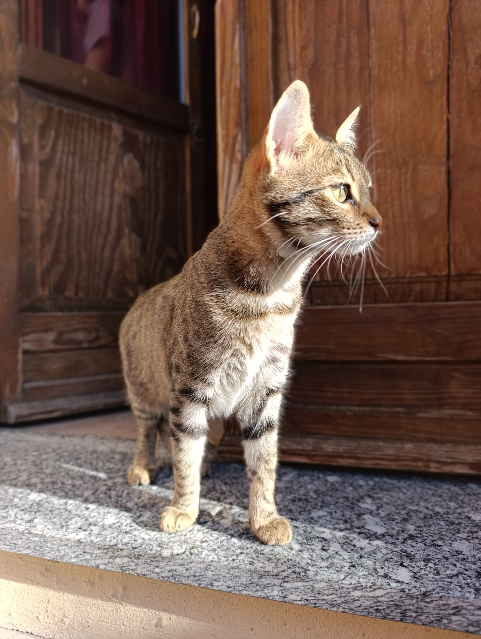 LOST PET - Gatto Corey (Europeo) Colore: Tigrato marrone