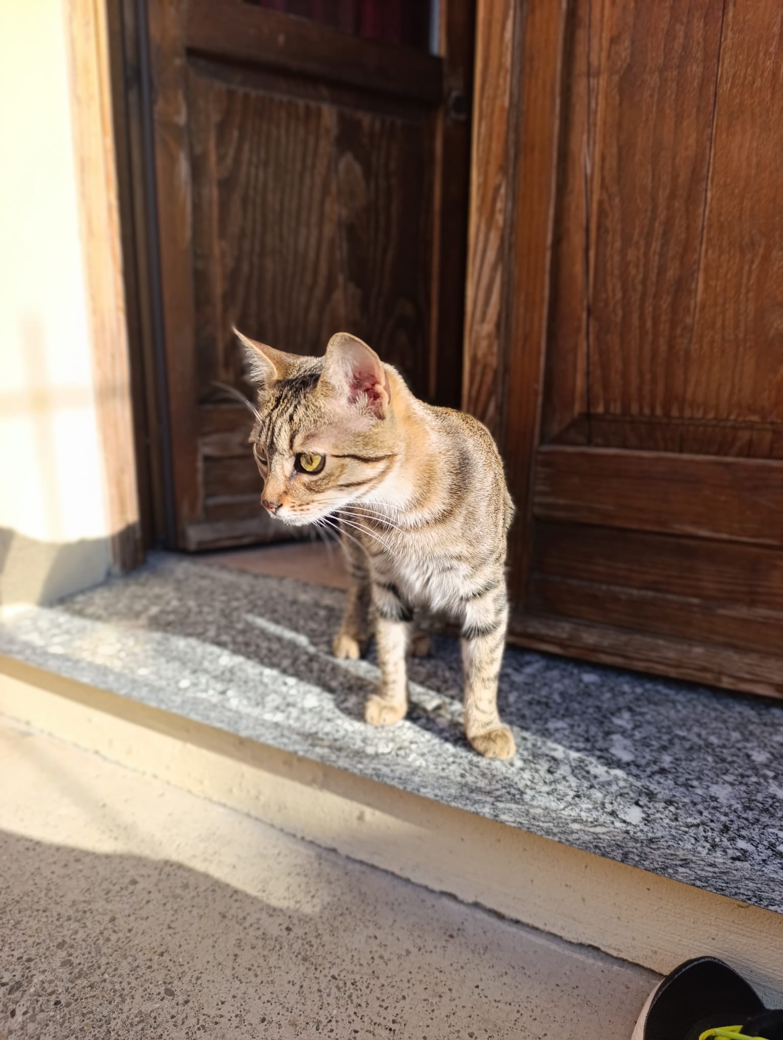 LOST PET - Gatto Corey (Europeo) Colore: Tigrato marrone