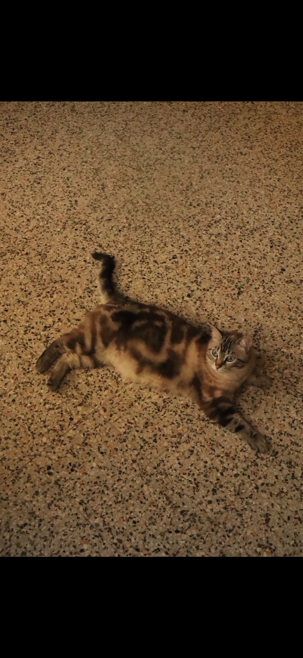 LOST PET - Gatto Dora (Incrocio siamese) Colore: Marrone/Grigio