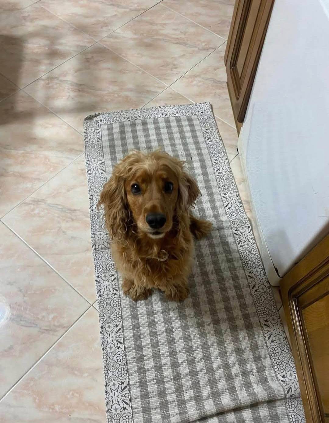 LOST PET - Cane Maia (Coker) Colore: Marroncino chiaro