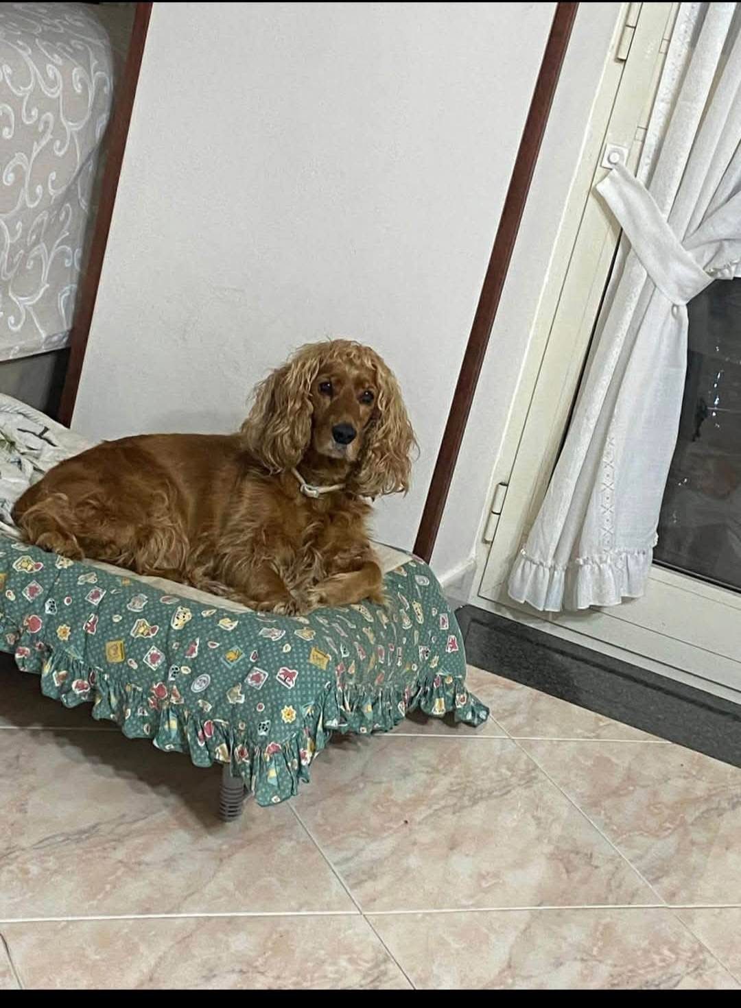 LOST PET - Cane Maia (Coker) Colore: Marroncino chiaro