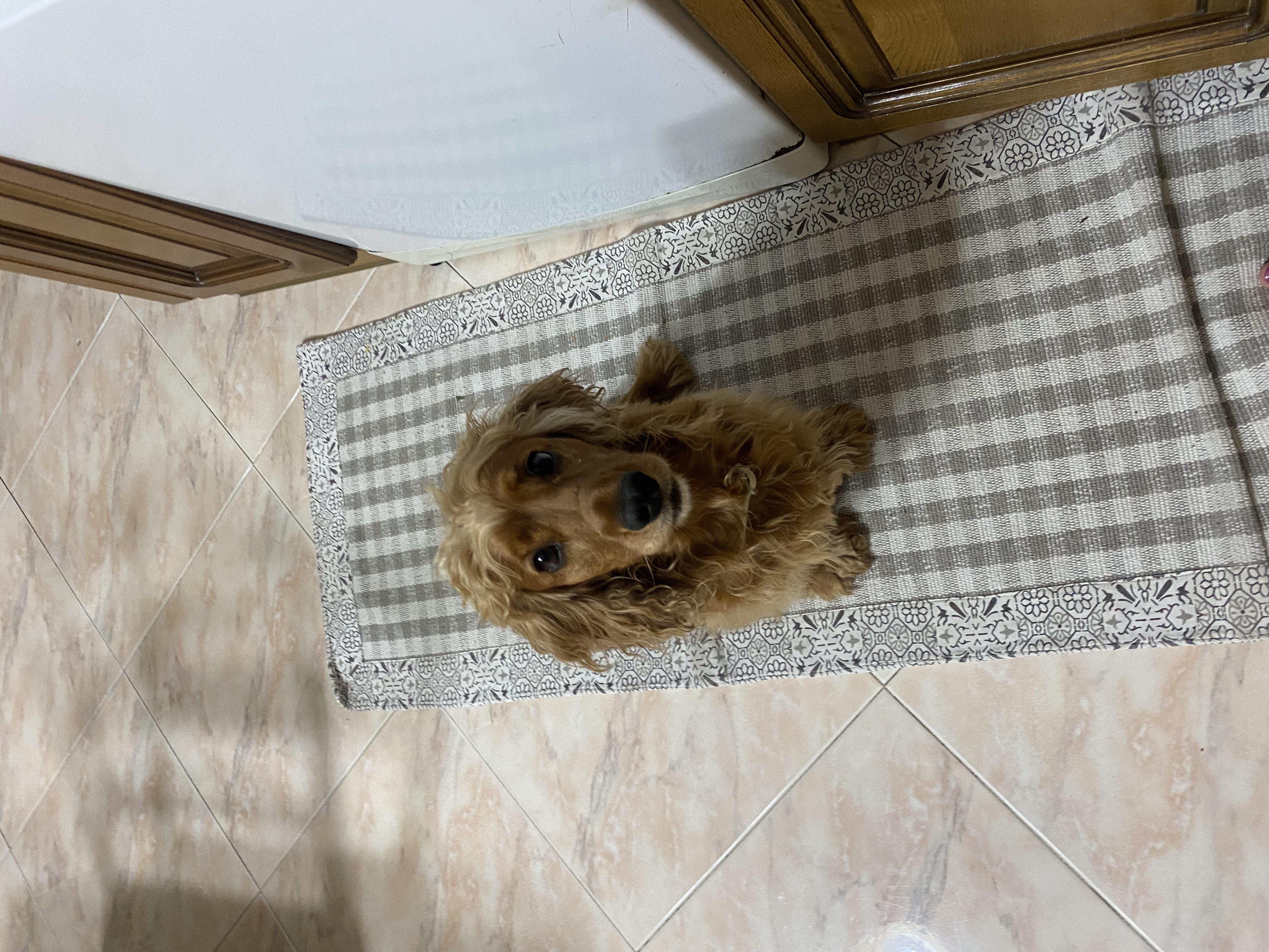 LOST PET - Cane Maya (Cocker ) Colore: Marroncino/ miele