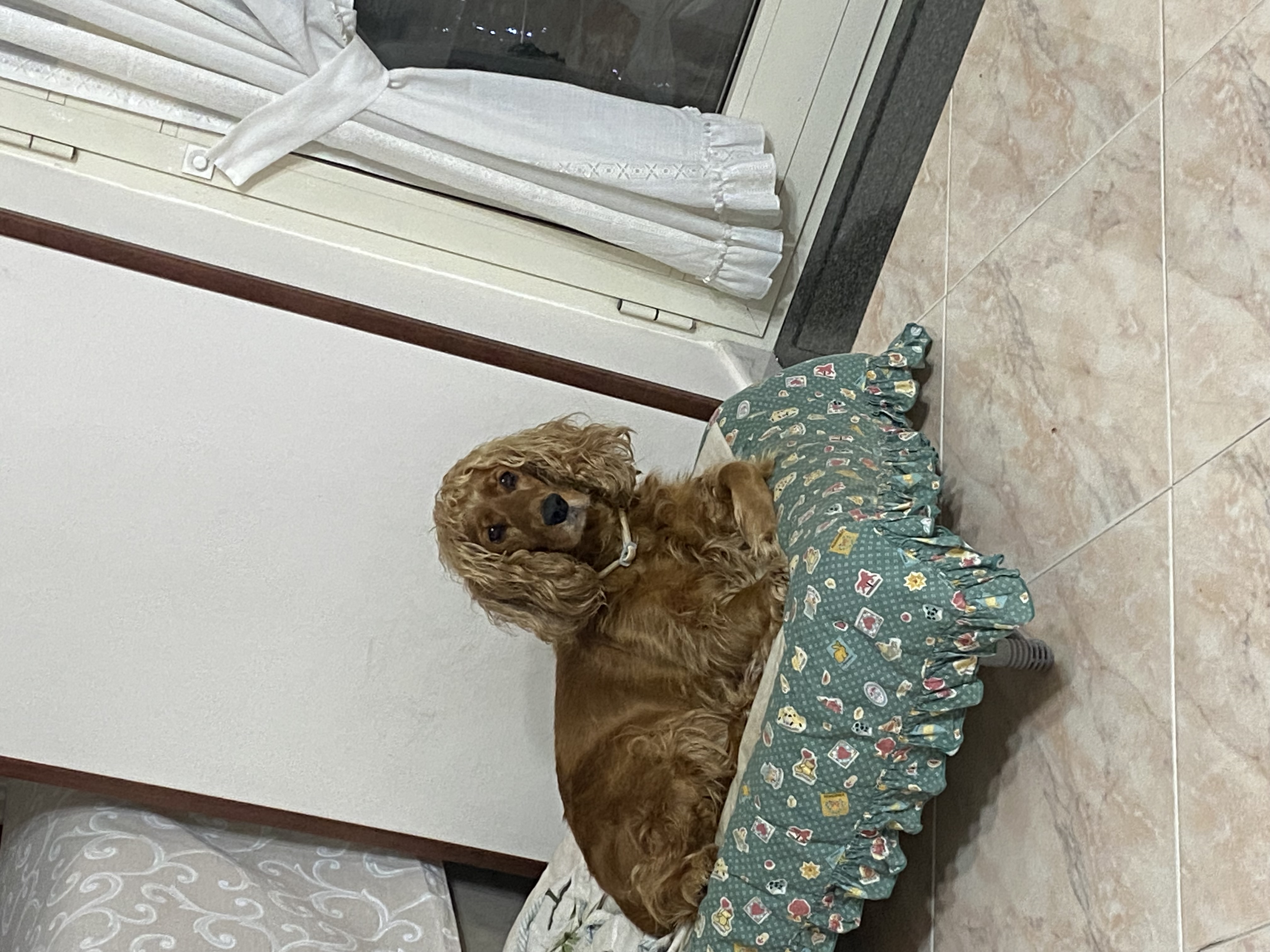 LOST PET - Cane Maya (Cocker ) Colore: Marroncino/ miele