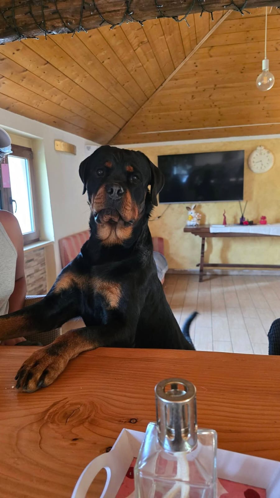 LOST PET - Cane Noah (Rottweiler ) Colore: Nero e fulvo