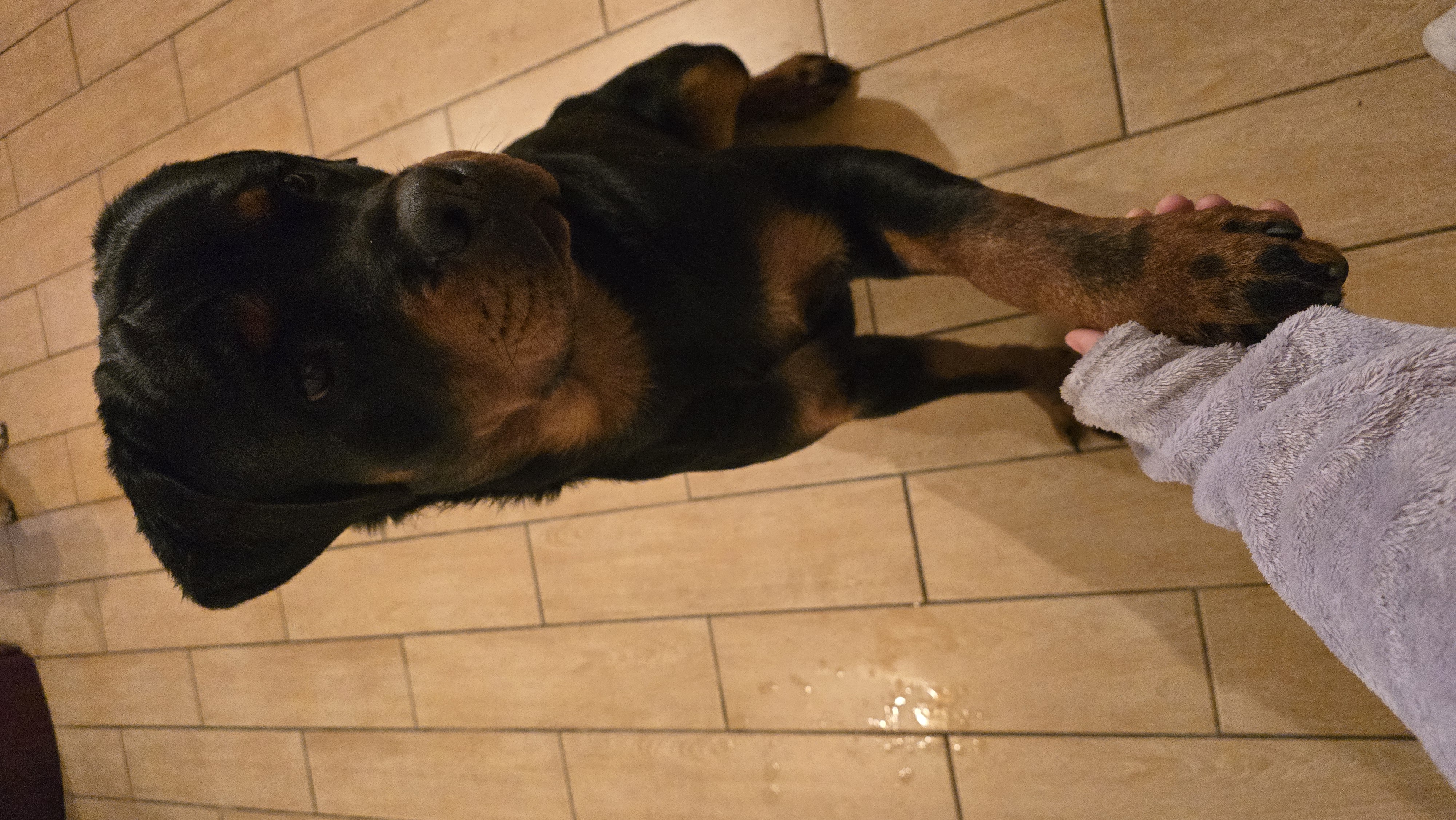 LOST PET - Cane Noah (Rottweiler ) Colore: Nero e fulvo
