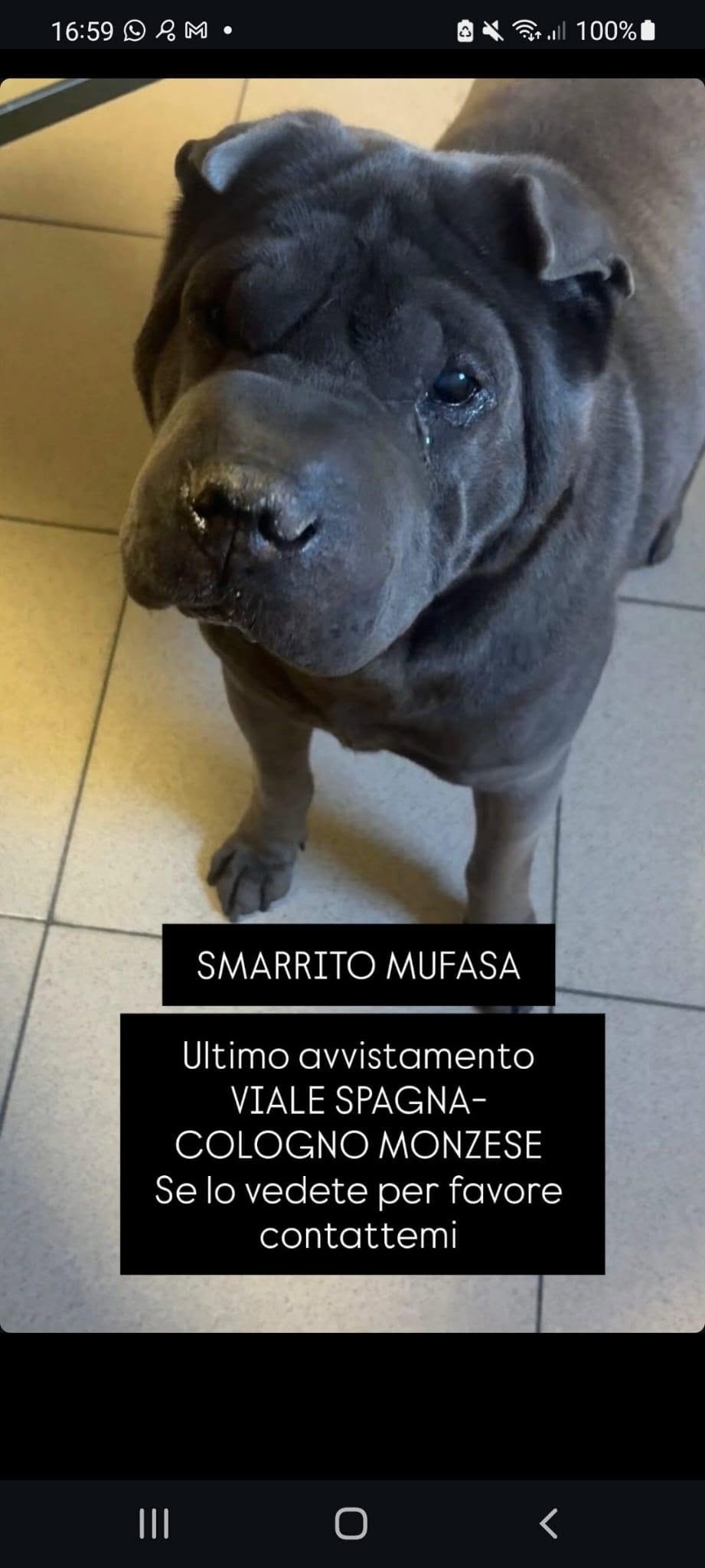 LOST PET - Cane Mufi / Mufasa (Shar Pei) Colore: Grigio