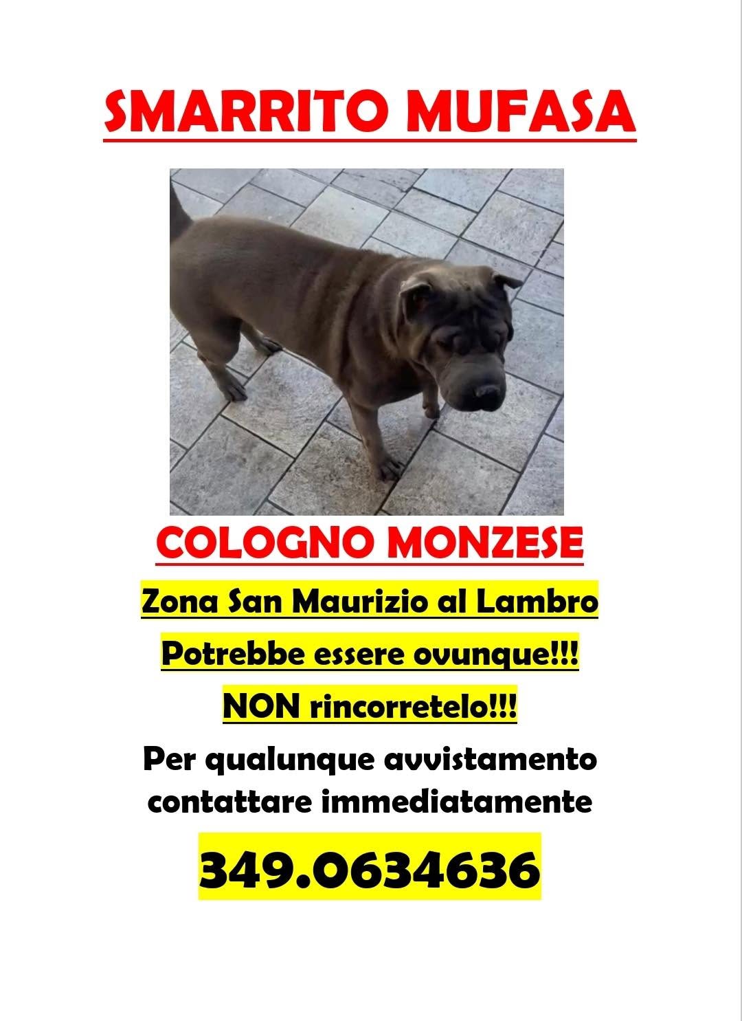 LOST PET - Cane Mufi / Mufasa (Shar Pei) Colore: Grigio