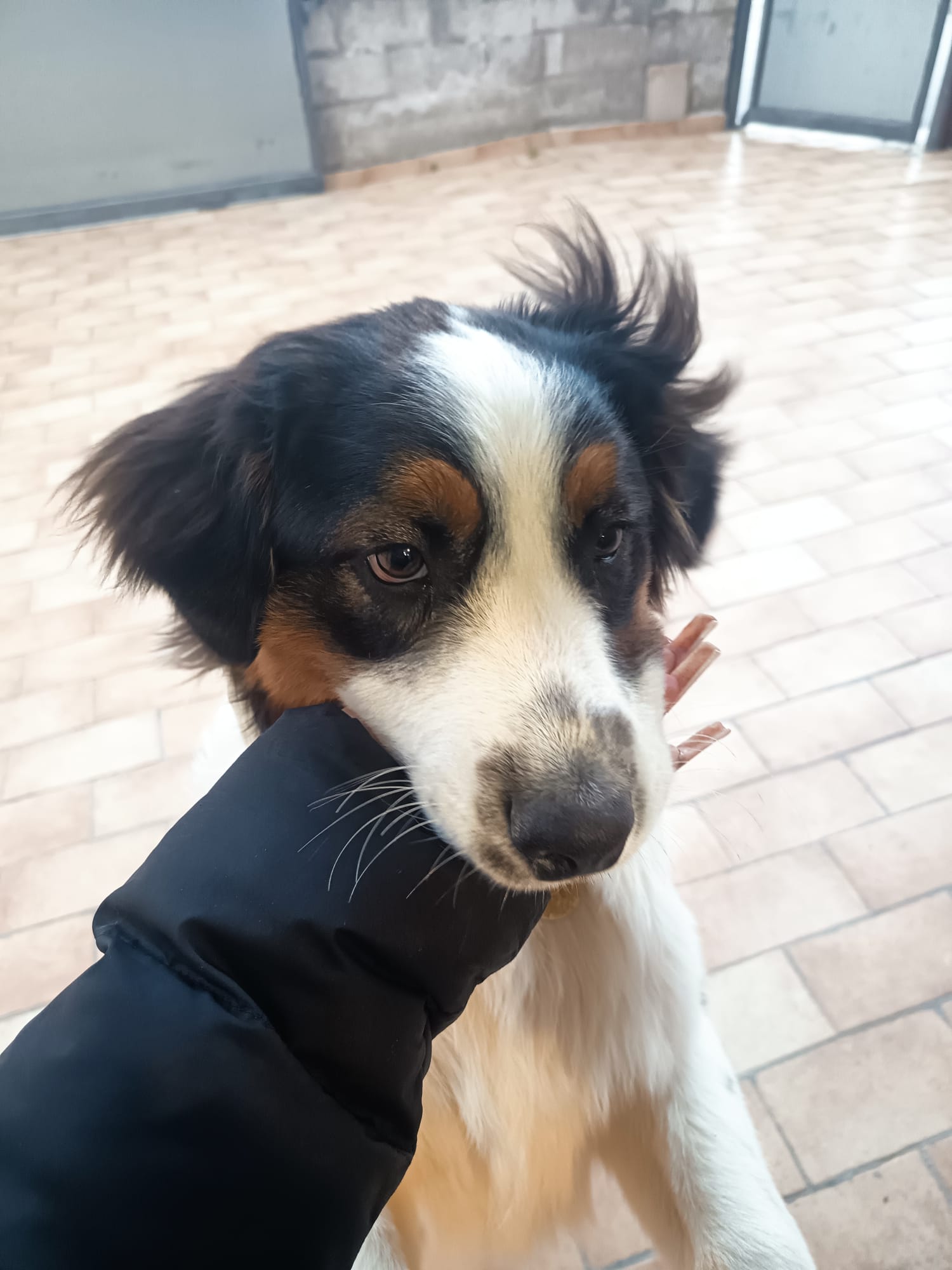 LOST PET - Cane Numa (Pastore australiano tricolor maschio) Colore: Nero-bianco-marrone