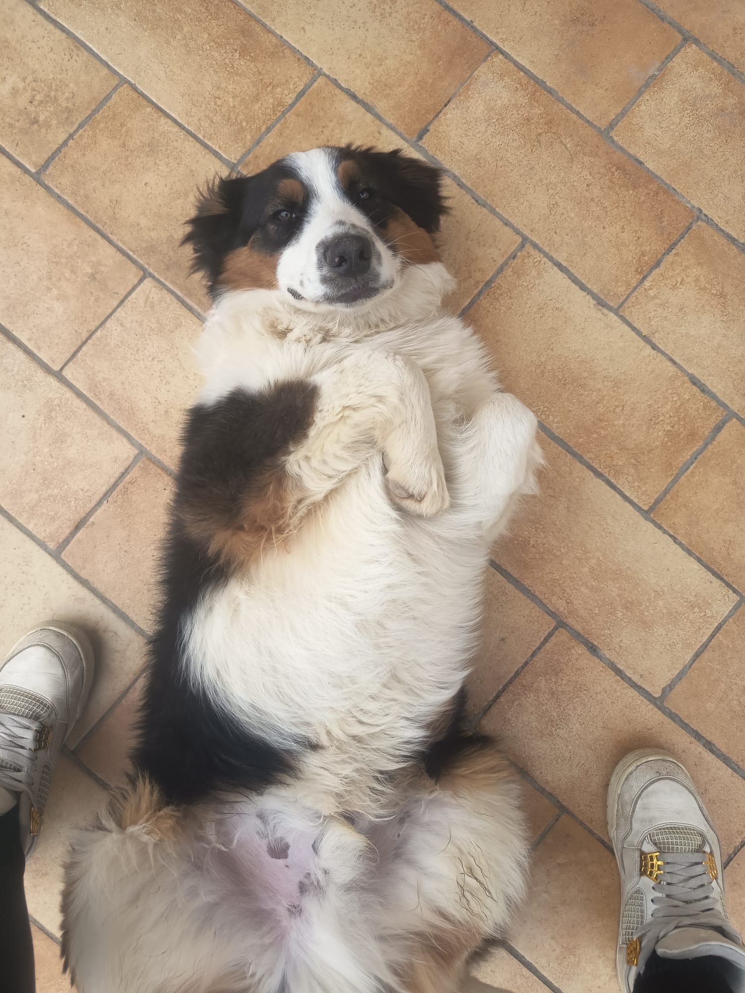 LOST PET - Cane Numa (Pastore australiano tricolor maschio) Colore: Nero-bianco-marrone