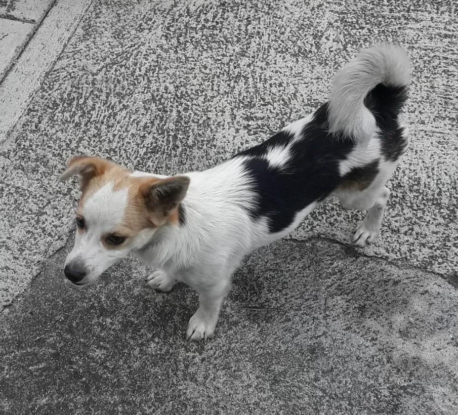 LOST PET - Cane Jack Colore: Bianco a chiazze nere e marroncine
