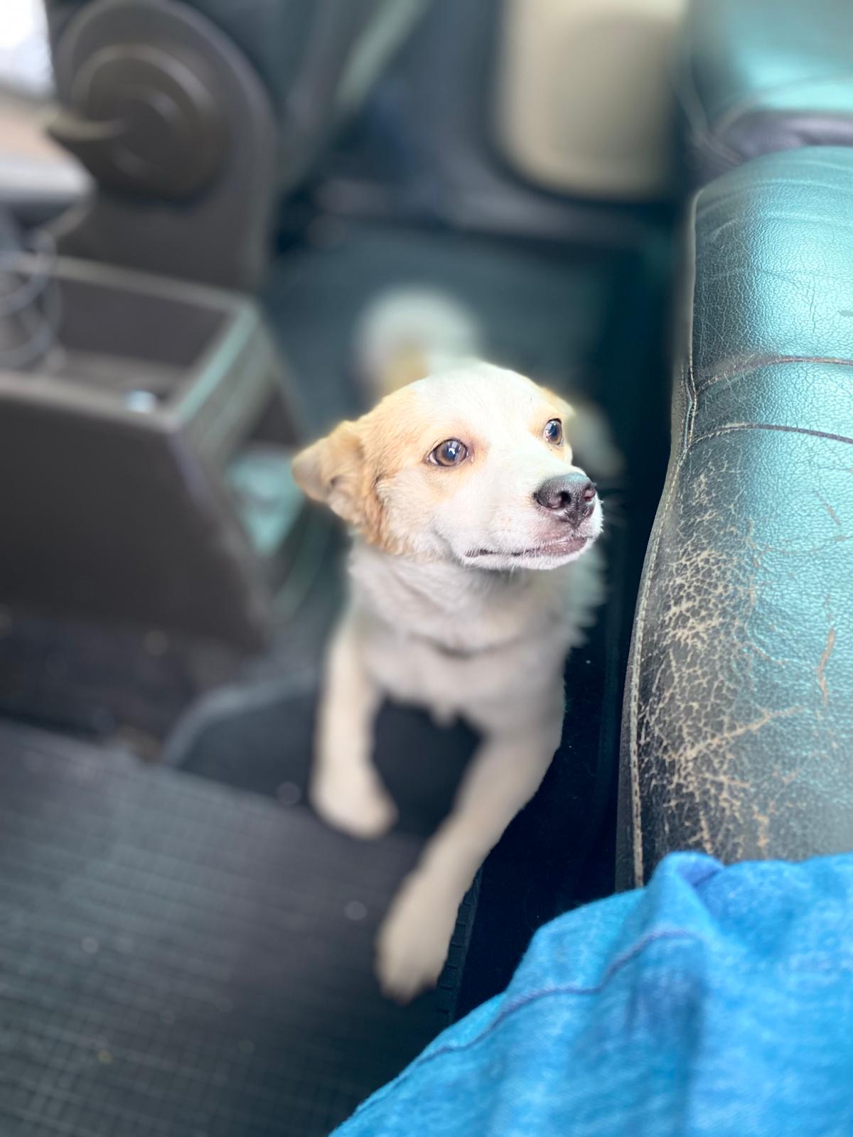 LOST PET - Cane Jack Colore: Bianco a chiazze nere e marroncine