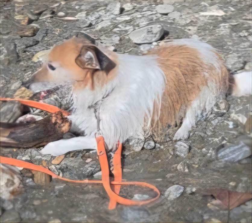LOST PET - Cane Namas (Jack russel) Colore: Bianco/arancio
