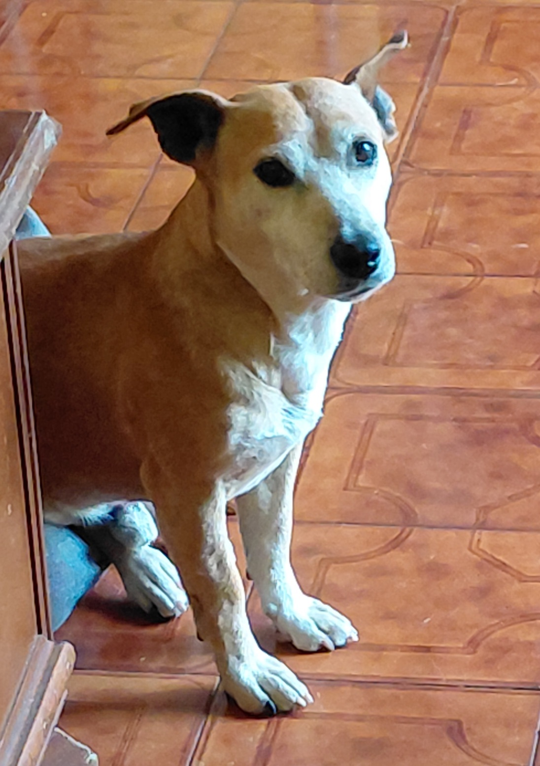 LOST PET - Cane Spillo (Meticcio) Colore: Marrone