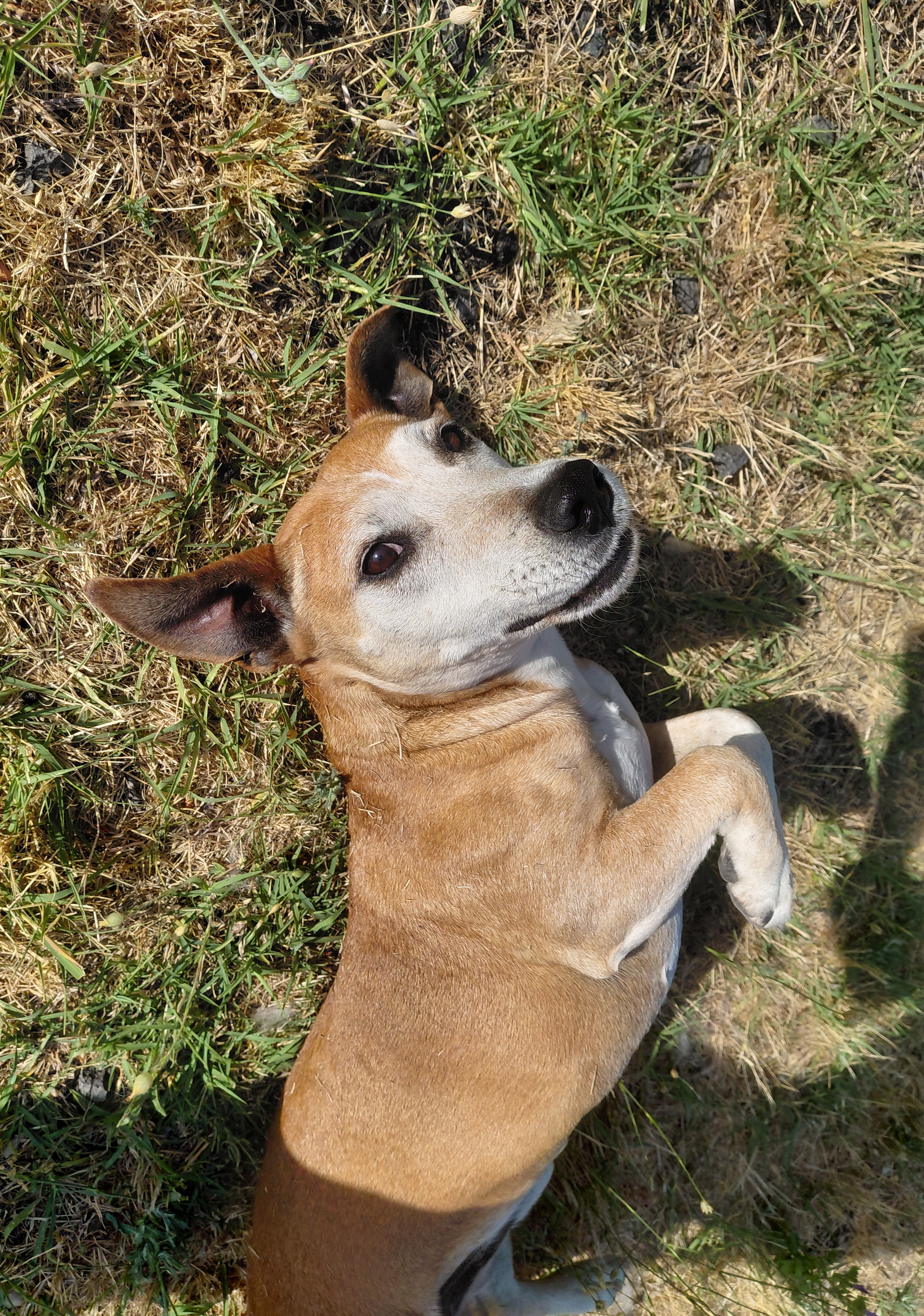 LOST PET - Cane Spillo (Meticcio) Colore: Marrone