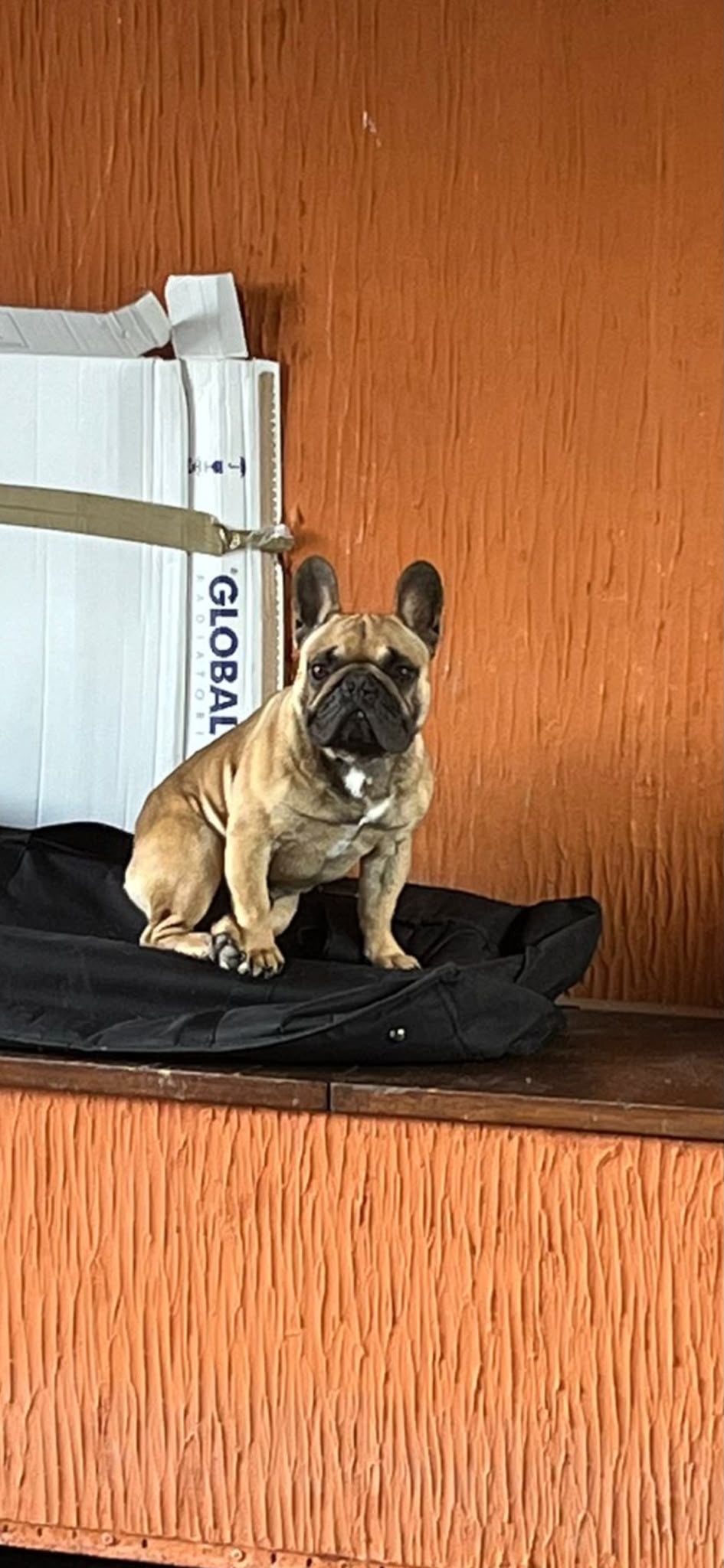 LOST PET - Cane Oscar (Bulldog francese ) Colore: Marrone