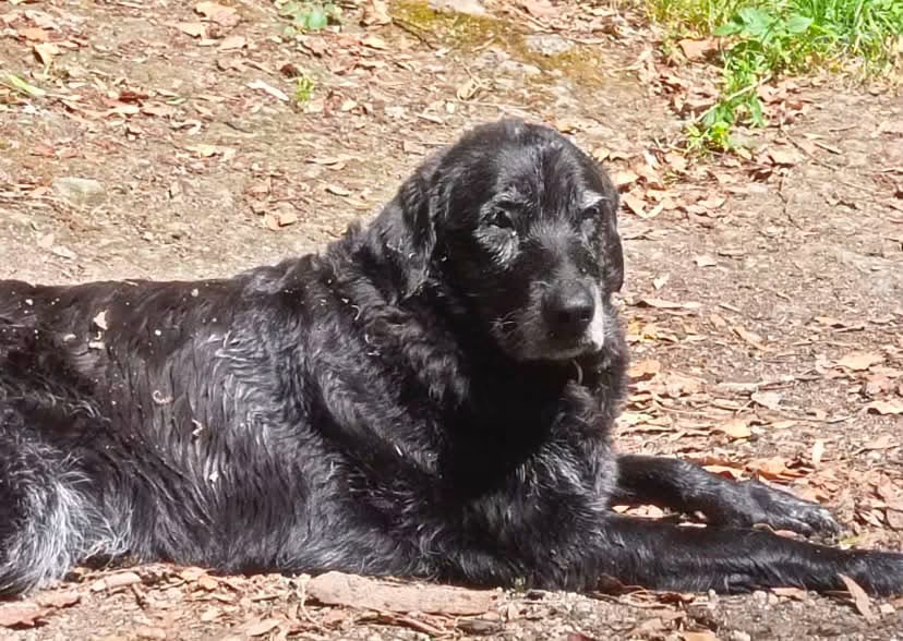 LOST PET - Cane Sam (Meticcio) Colore: Nera