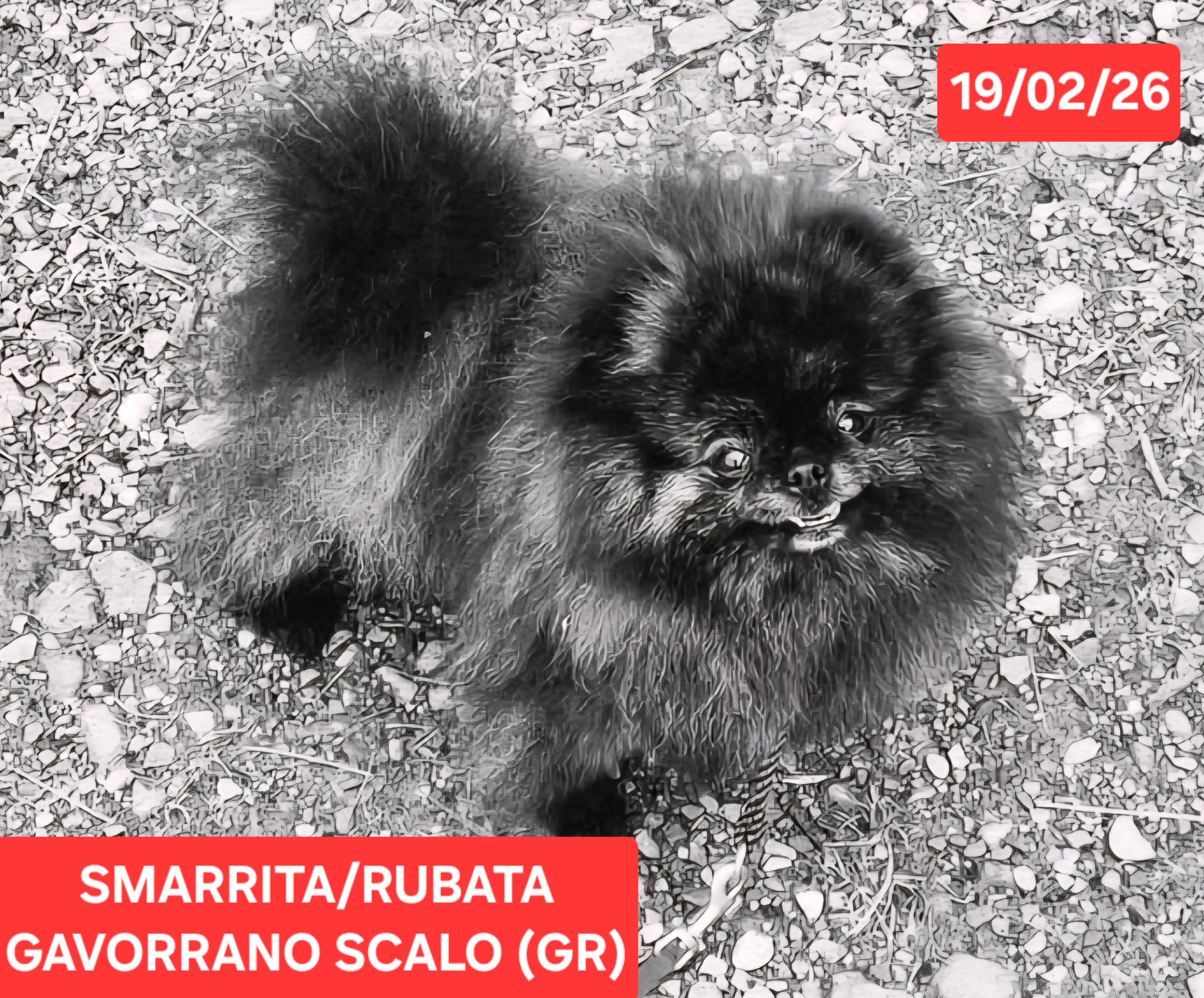 LOST PET - Cane Cicci (Spitz nanopomerania) Colore: Nero striato