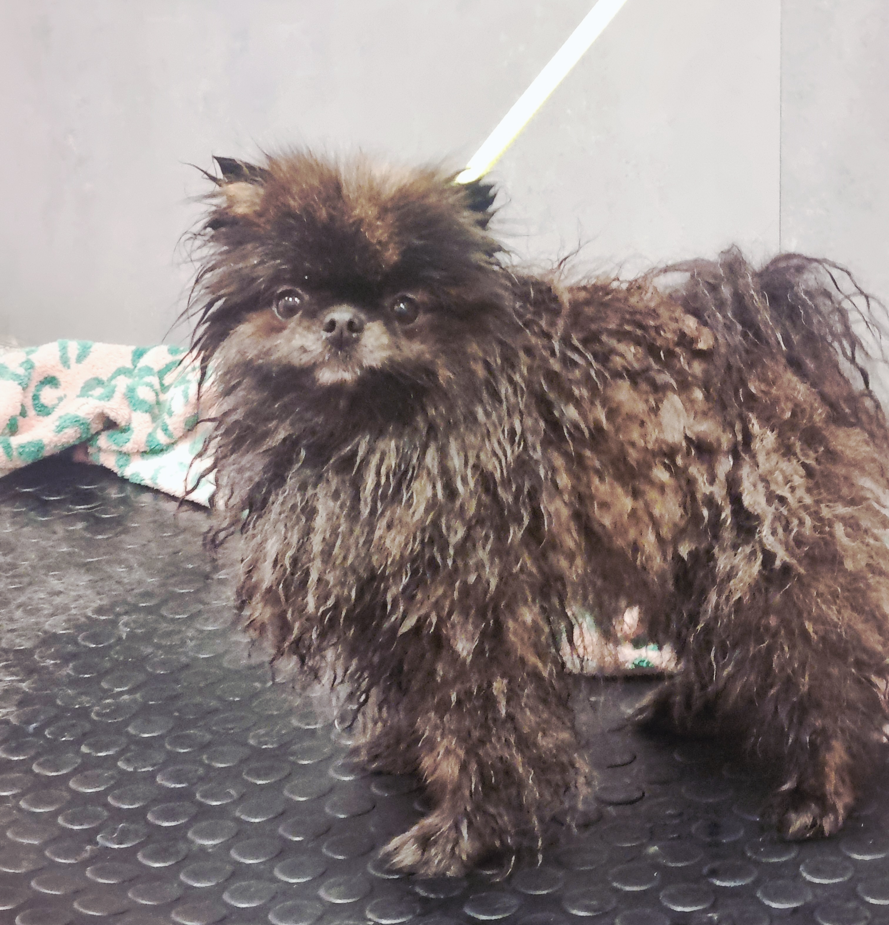 LOST PET - Cane Cicci (Spitz nanopomerania) Colore: Nero striato