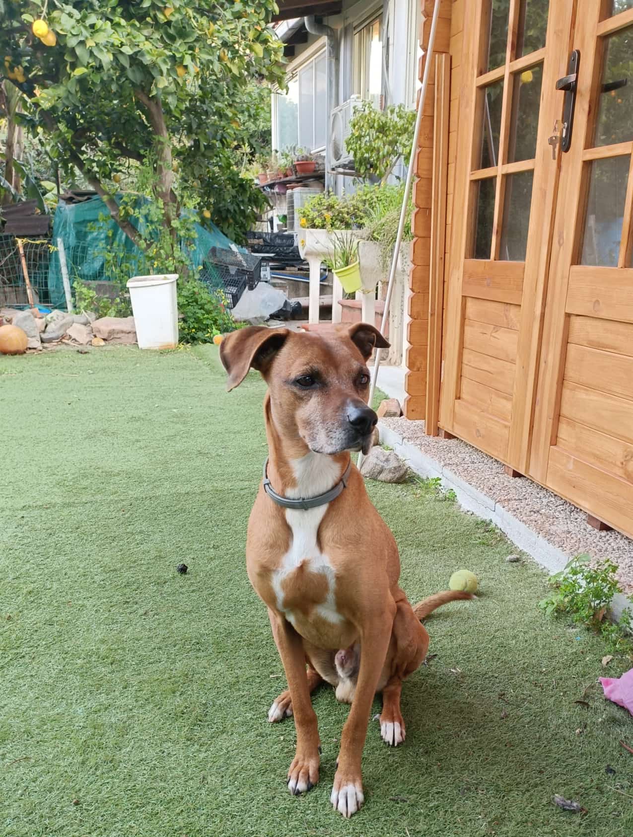 LOST PET - Altro Zagor (Meticcio) Colore: Fulvio