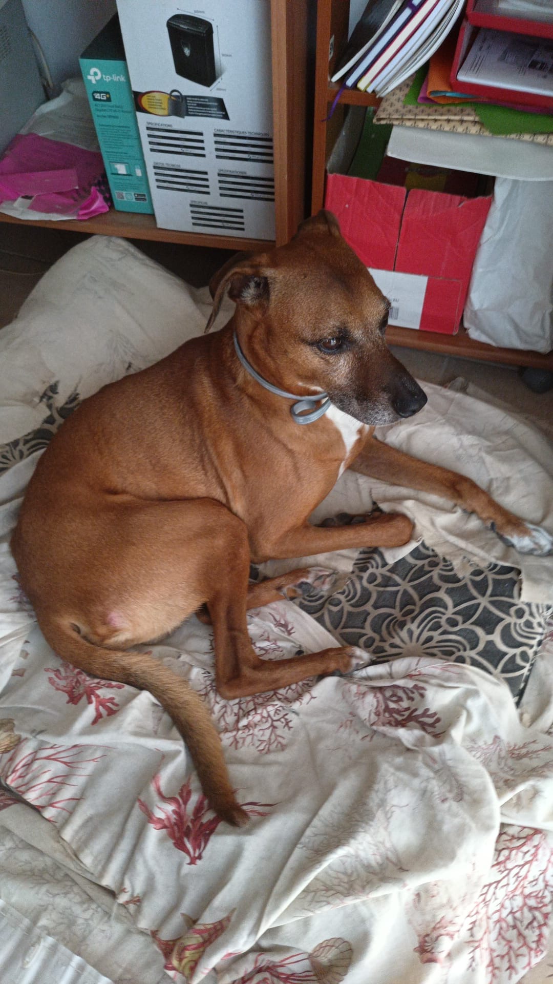 LOST PET - Altro Zagor (Meticcio) Colore: Fulvio