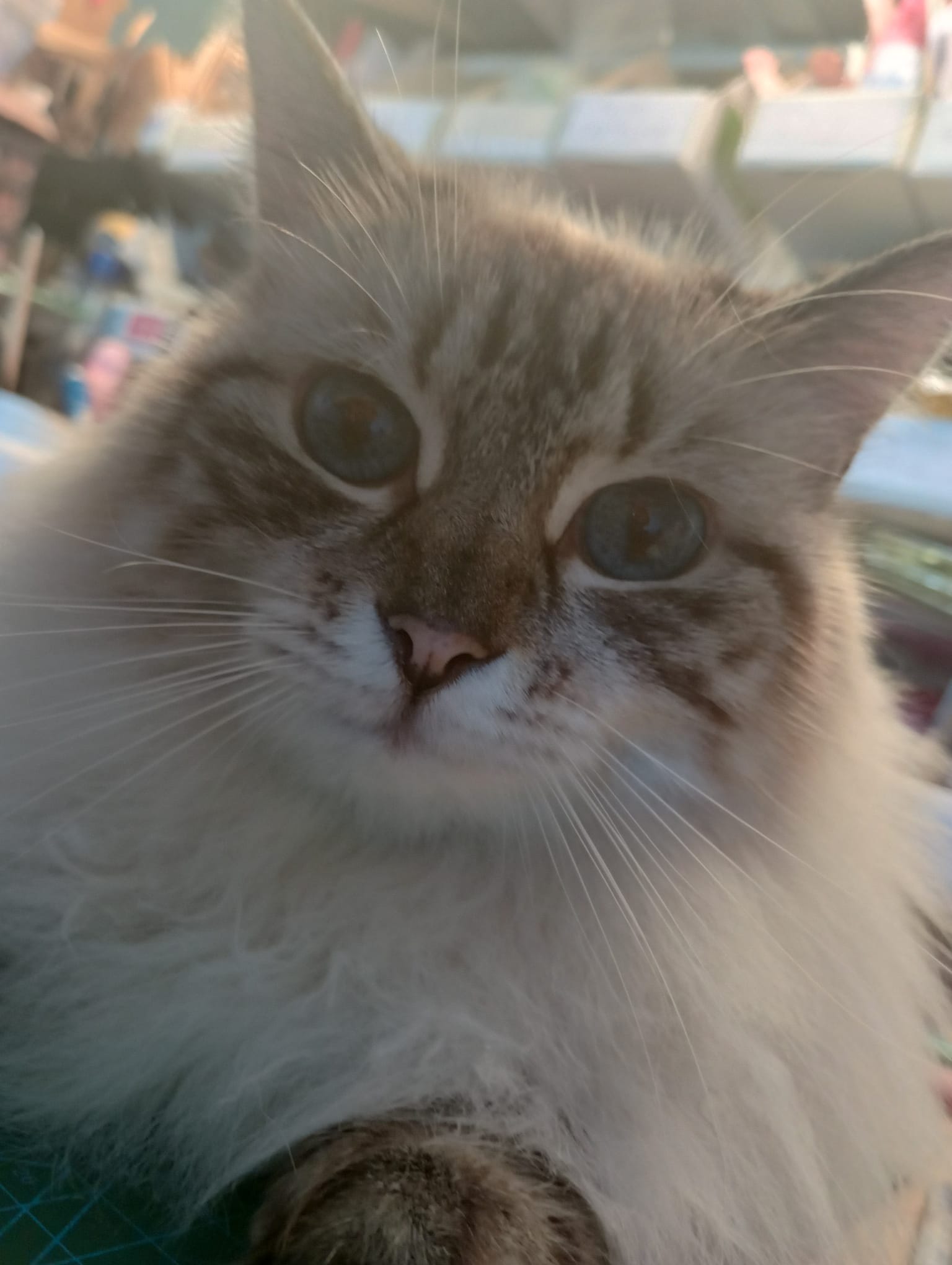 LOST PET - Gatto Maicia  (Tipo siamese ) Colore: Beige/bianco coda, muso e zampette grigio