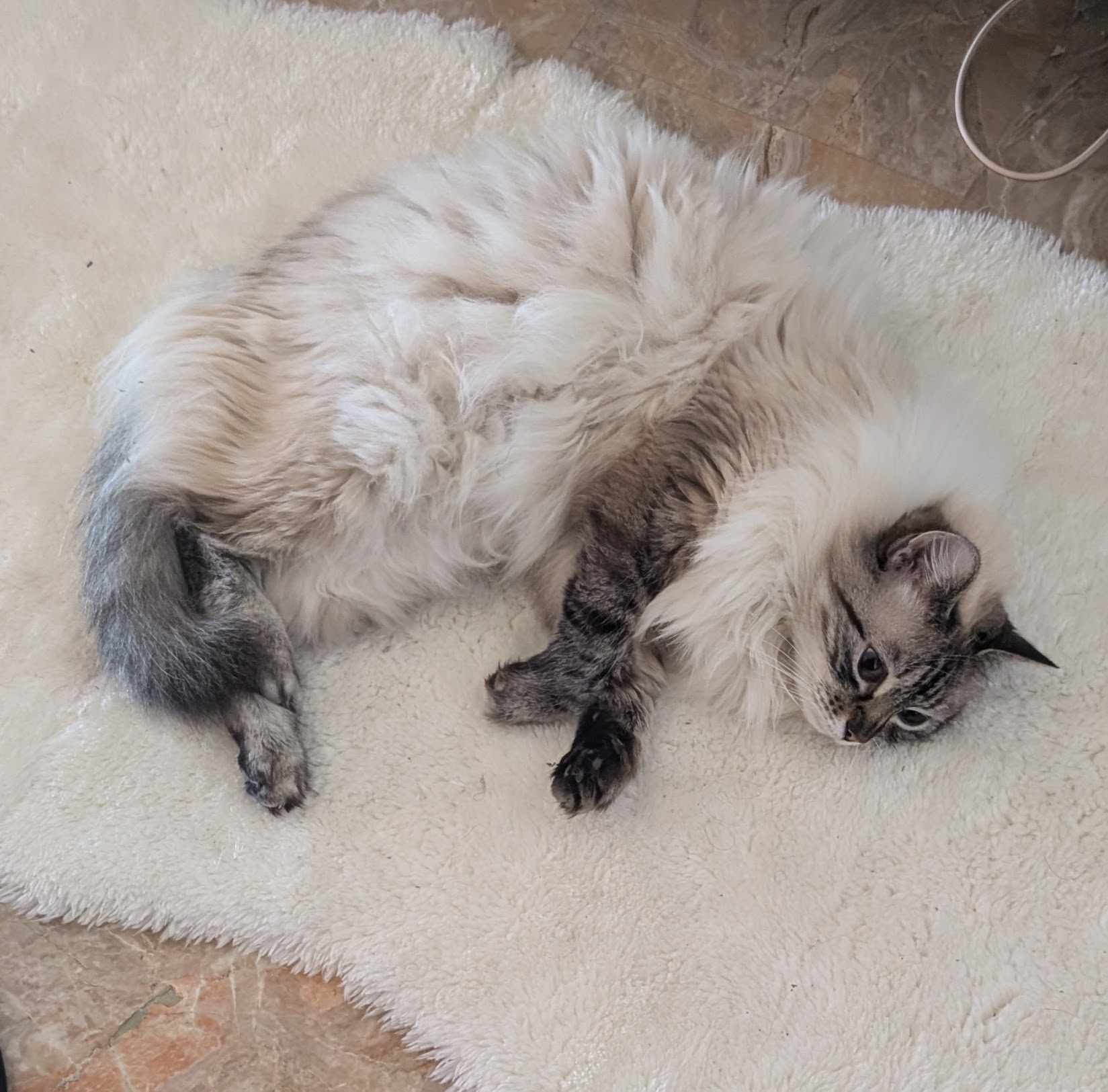 LOST PET - Gatto Maicia  (Tipo siamese ) Colore: Beige/bianco coda, muso e zampette grigio