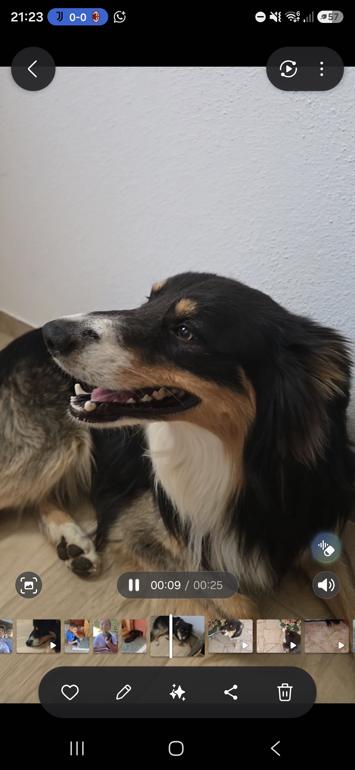 LOST PET - Cane Max (Border collie ) Colore: Nero marrone bianco