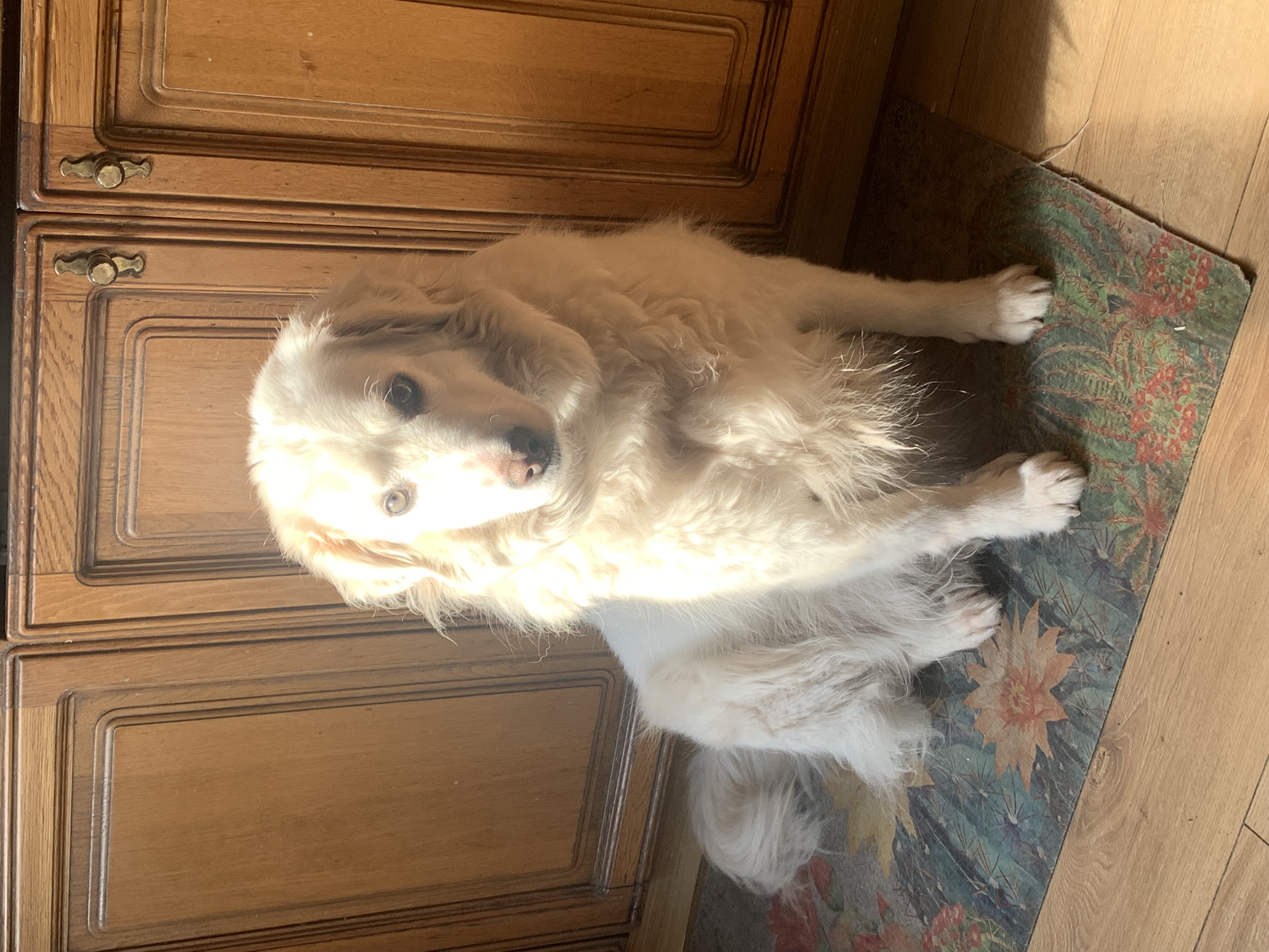 LOST PET - Cane MIA (Simil maremmano) Colore: Bianco pelo lungo