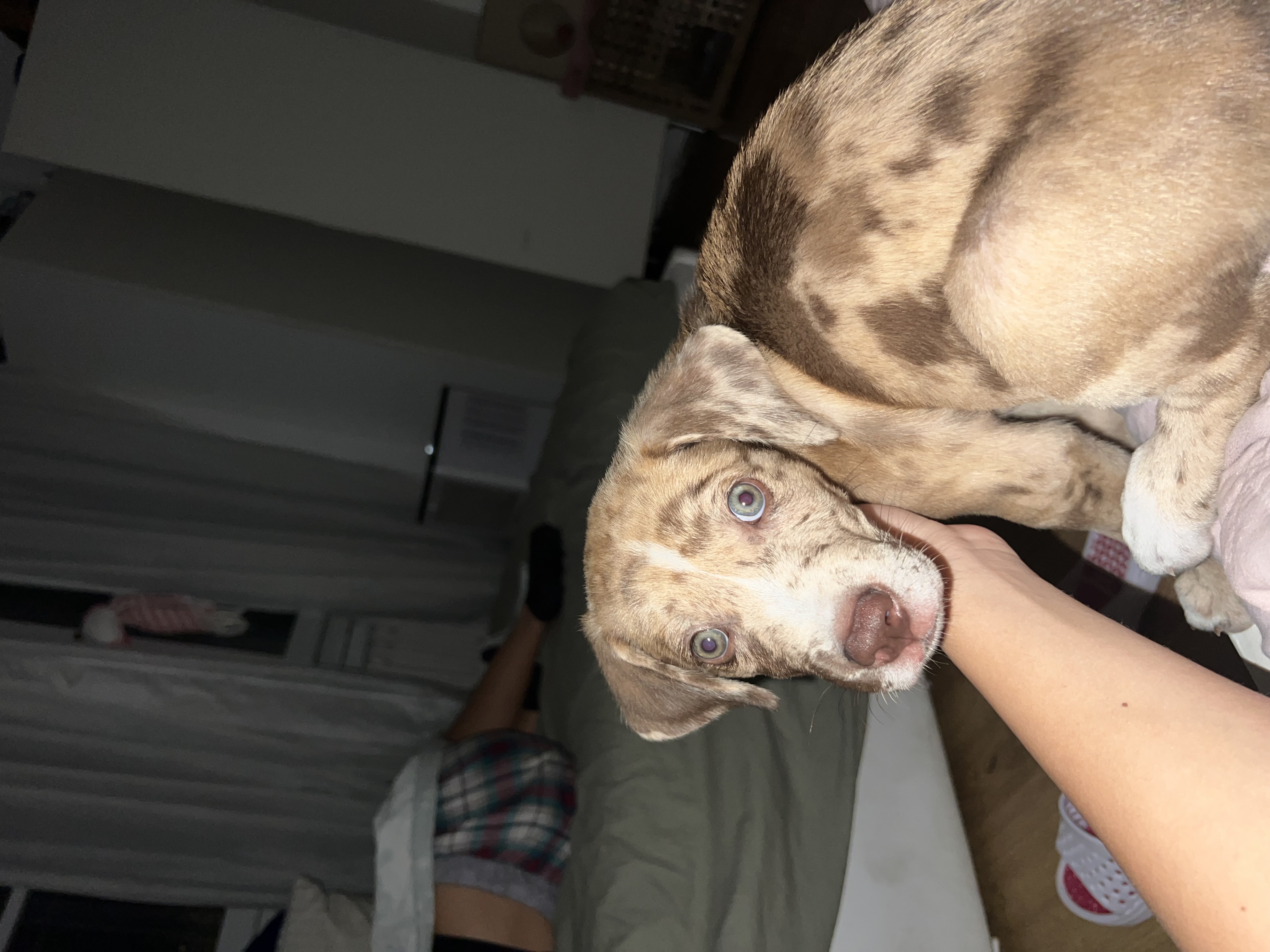 LOST PET - Altro SCAR (meticcio ) Colore: beige marrone e bianco