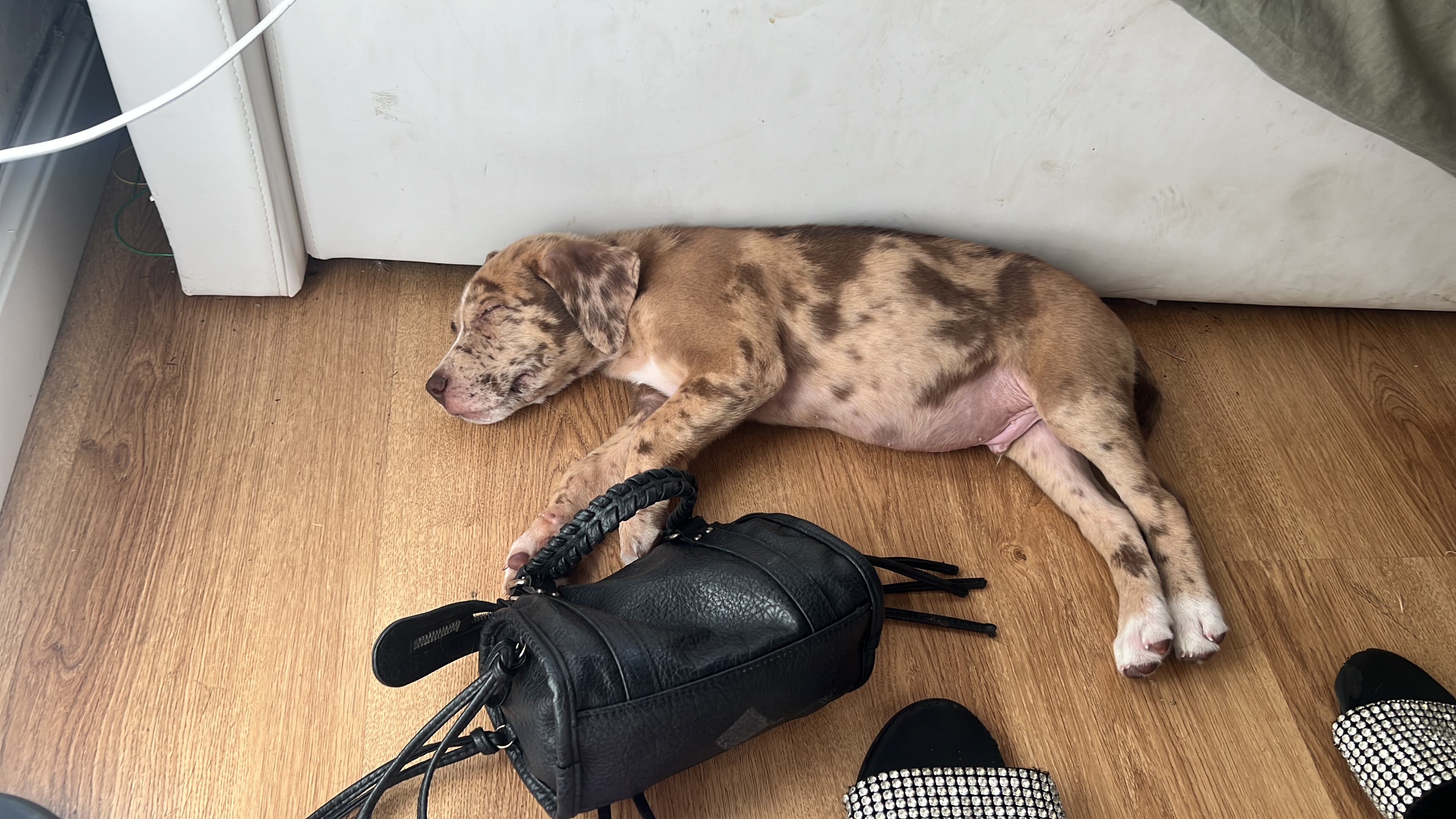 LOST PET - Altro SCAR (meticcio ) Colore: beige marrone e bianco