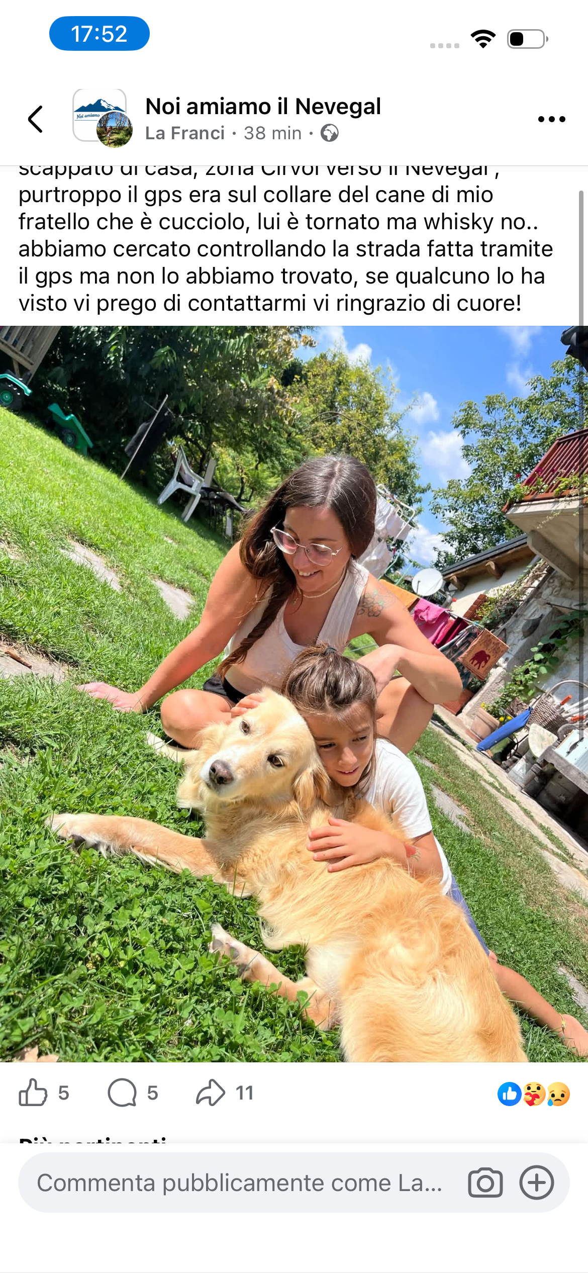 LOST PET - Cane Whisky (Meticcio golden retriver/maremmano) Colore: Biondo dorato