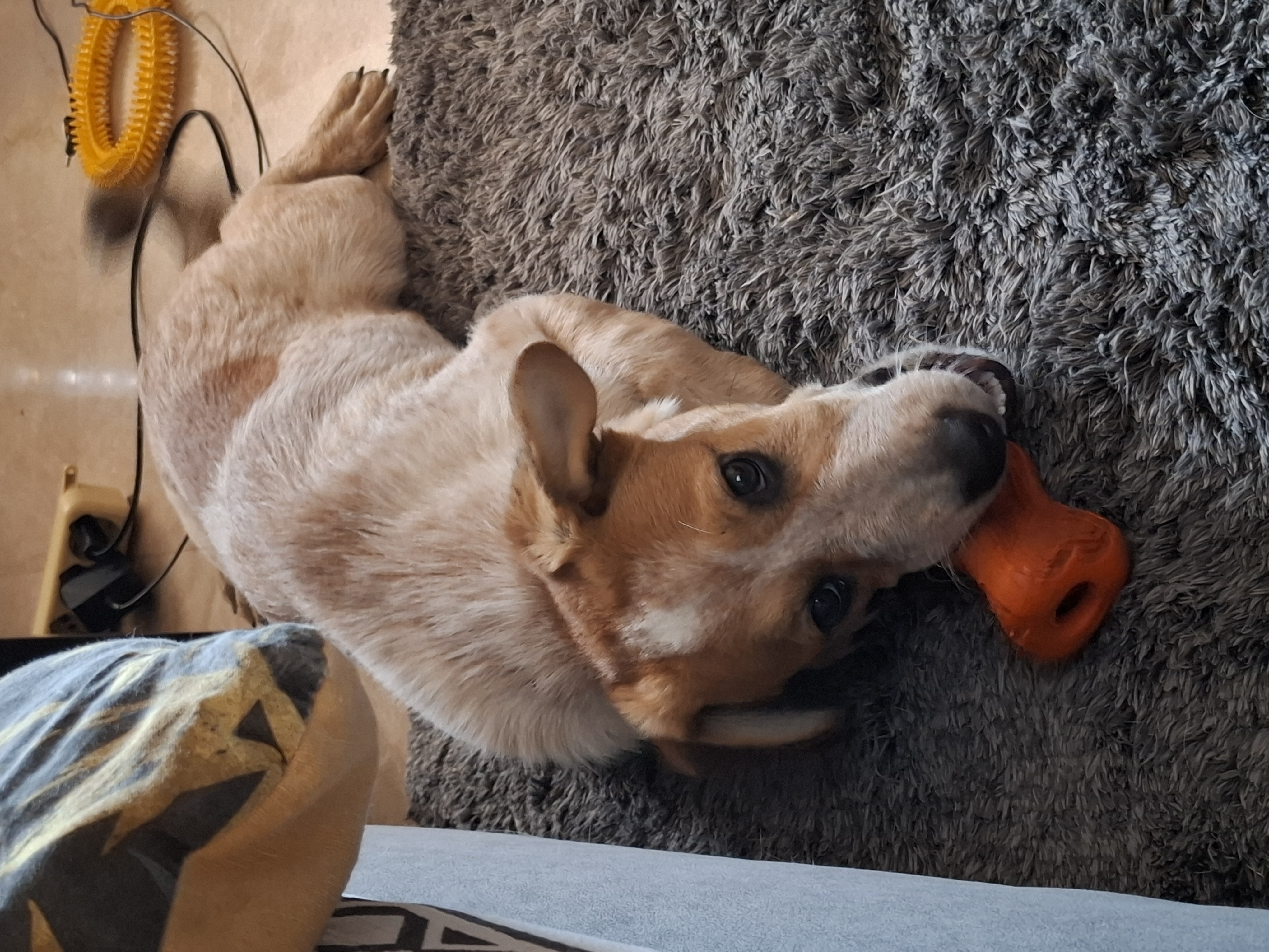 FOUND PET - Cane Concetta Fierro (Meticcio ) Colore: Pezzato fulvo