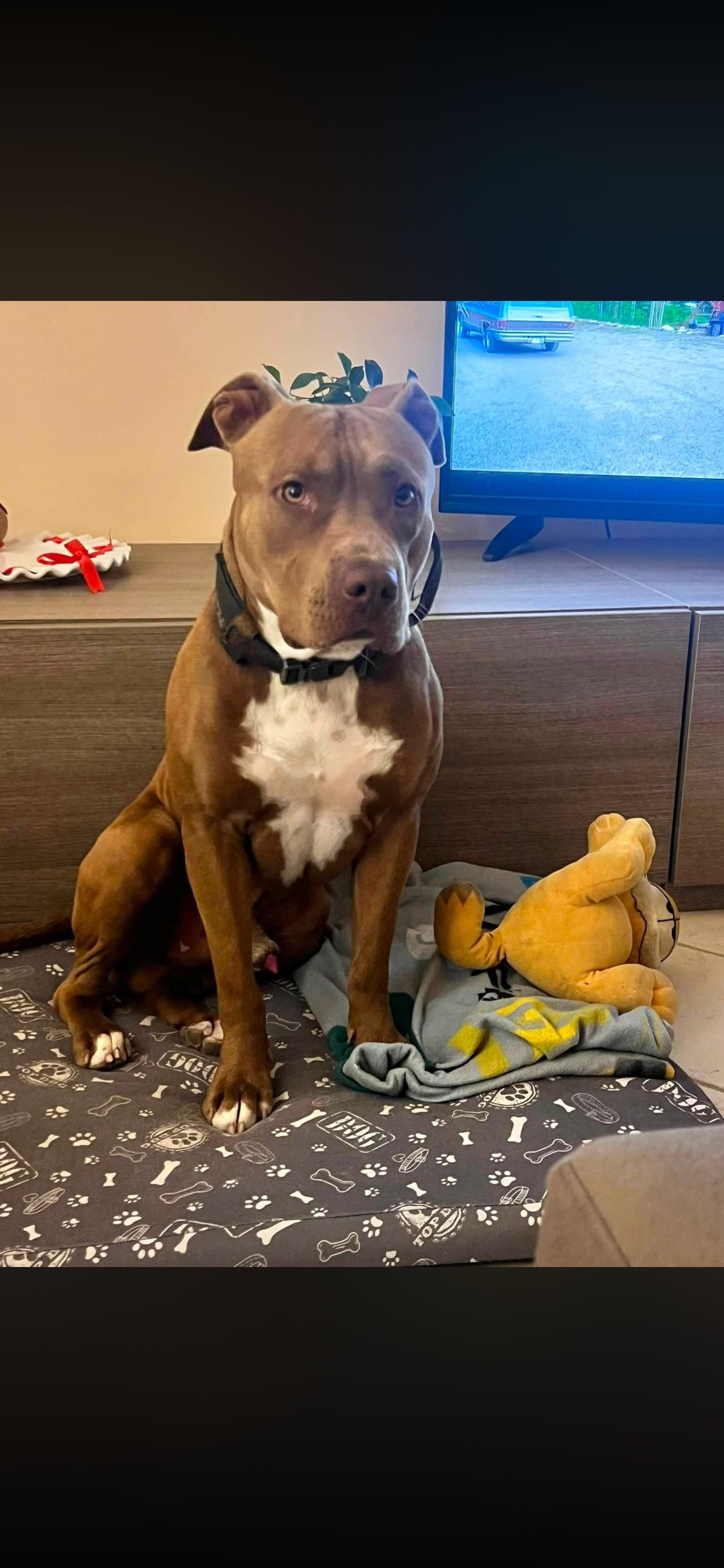 LOST PET - Cane Zeus (Pit bull) Colore: Marrone