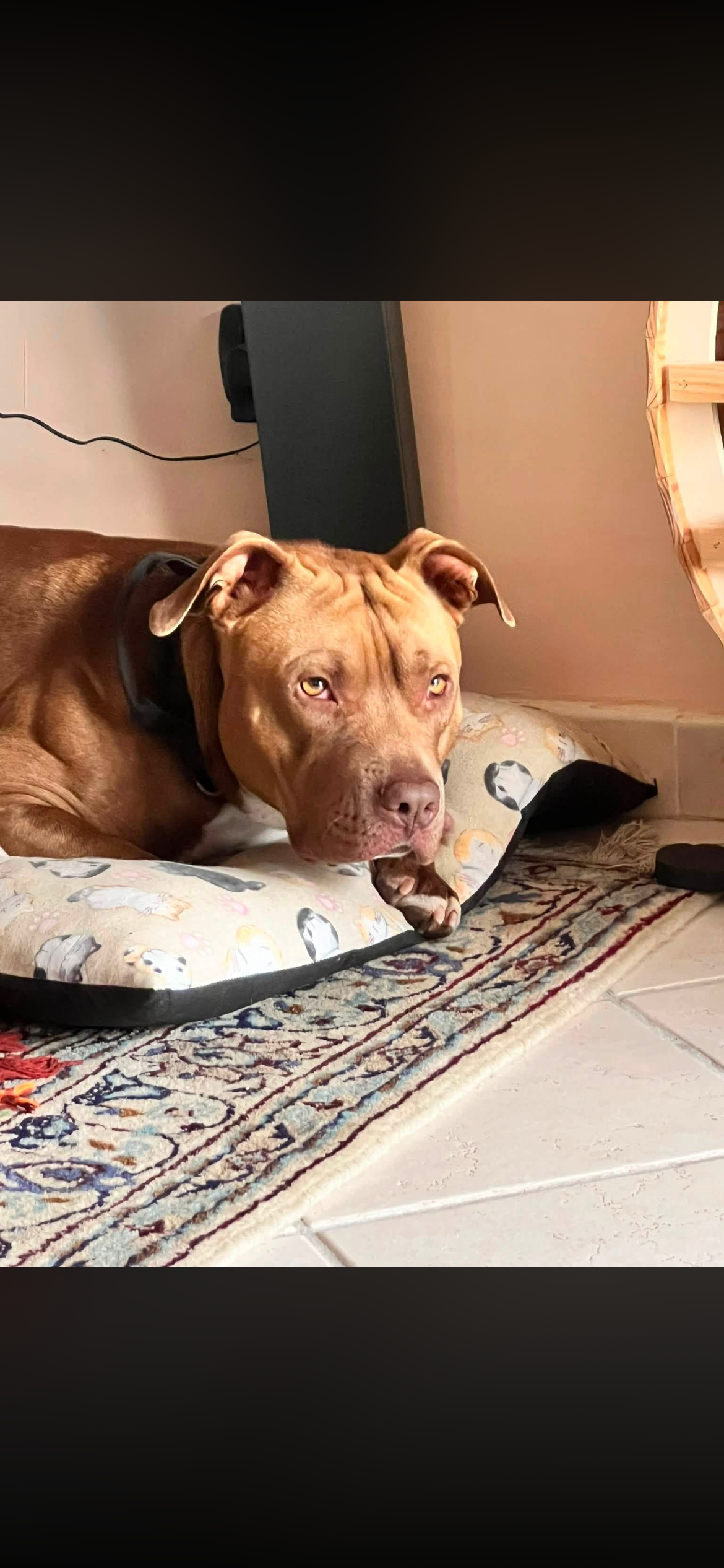 LOST PET - Cane Zeus (Pit bull) Colore: Marrone