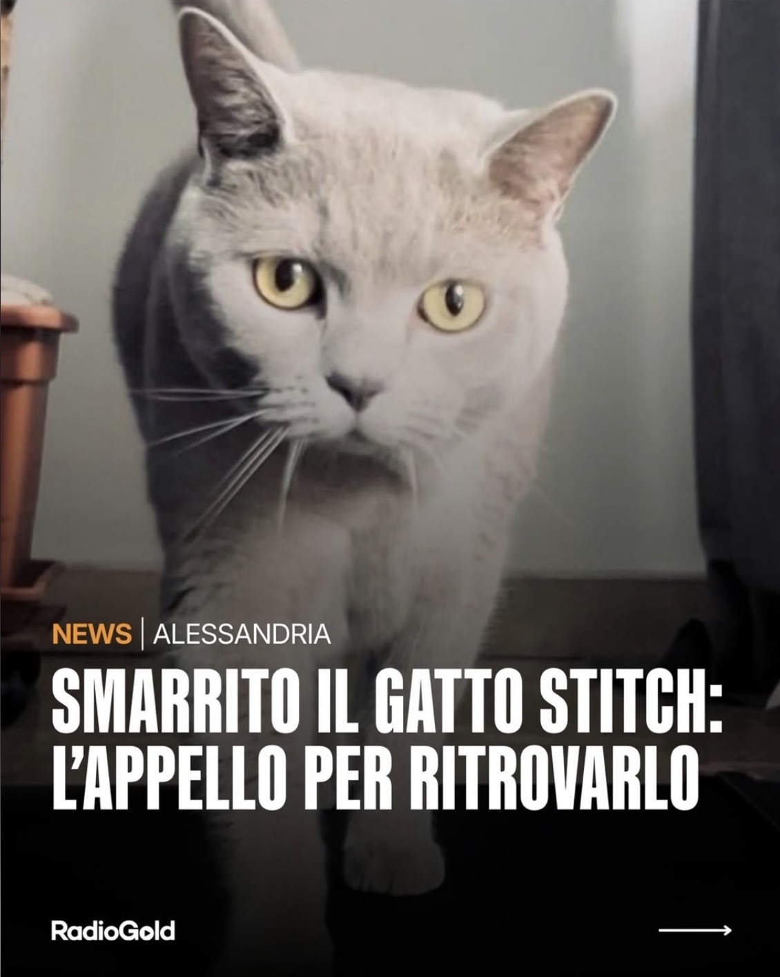 LOST PET - Gatto Stitch  (British Shorthair) Colore: Grigio/blue uniforme