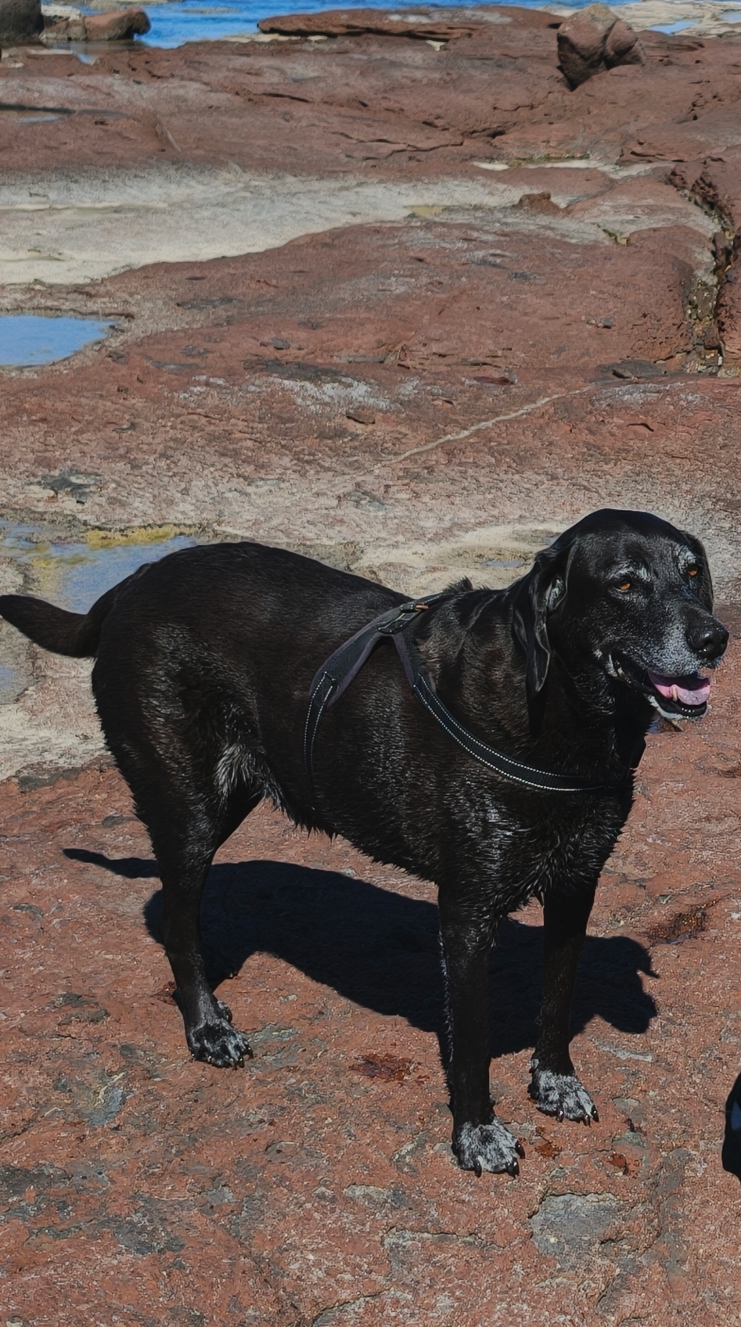 LOST PET - Cane Girumetta  (Meticcio ) Colore: Nero