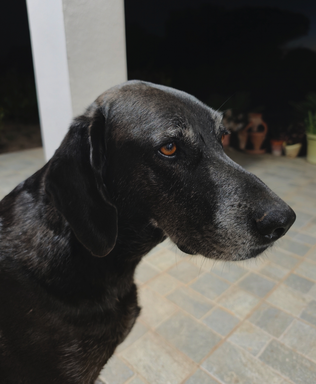 LOST PET - Cane Girumetta  (Meticcio ) Colore: Nero