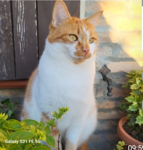 LOST PET - Gatto Tigro (Gatto Meticcio ) Colore: Rosso e Bianco  macchia rossa nel mento labbro inferiore nero