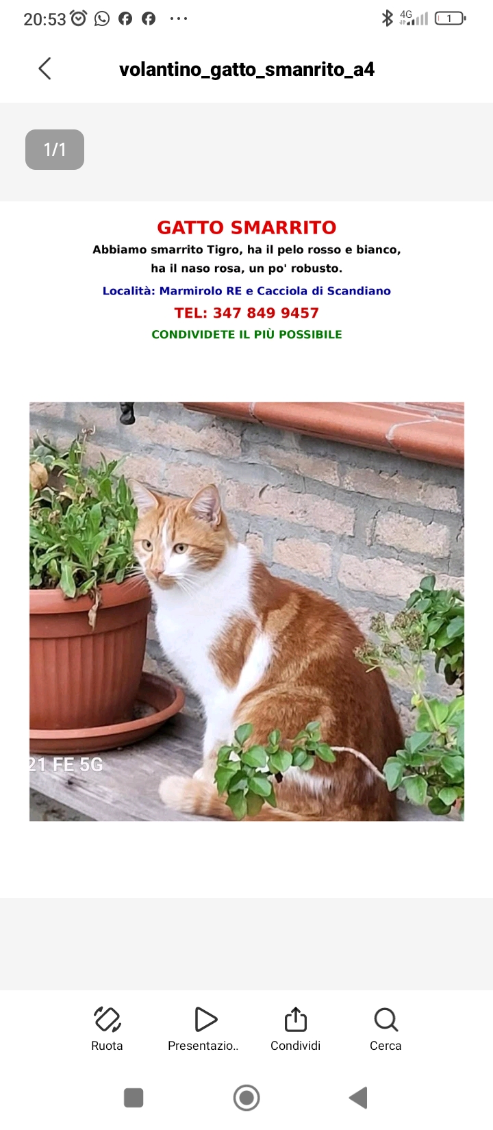 LOST PET - Gatto Tigro (Gatto Meticcio ) Colore: Rosso e Bianco  macchia rossa nel mento labbro inferiore nero